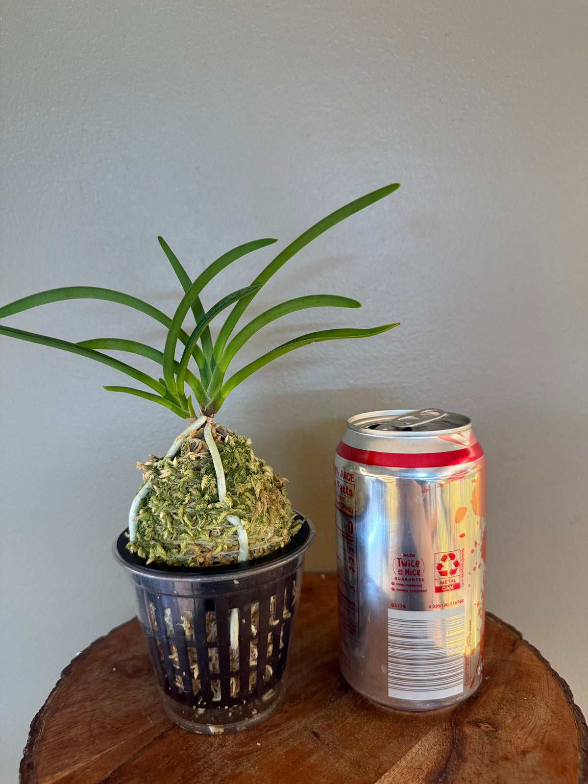 Neofinetia falcata Wonhong 元紅