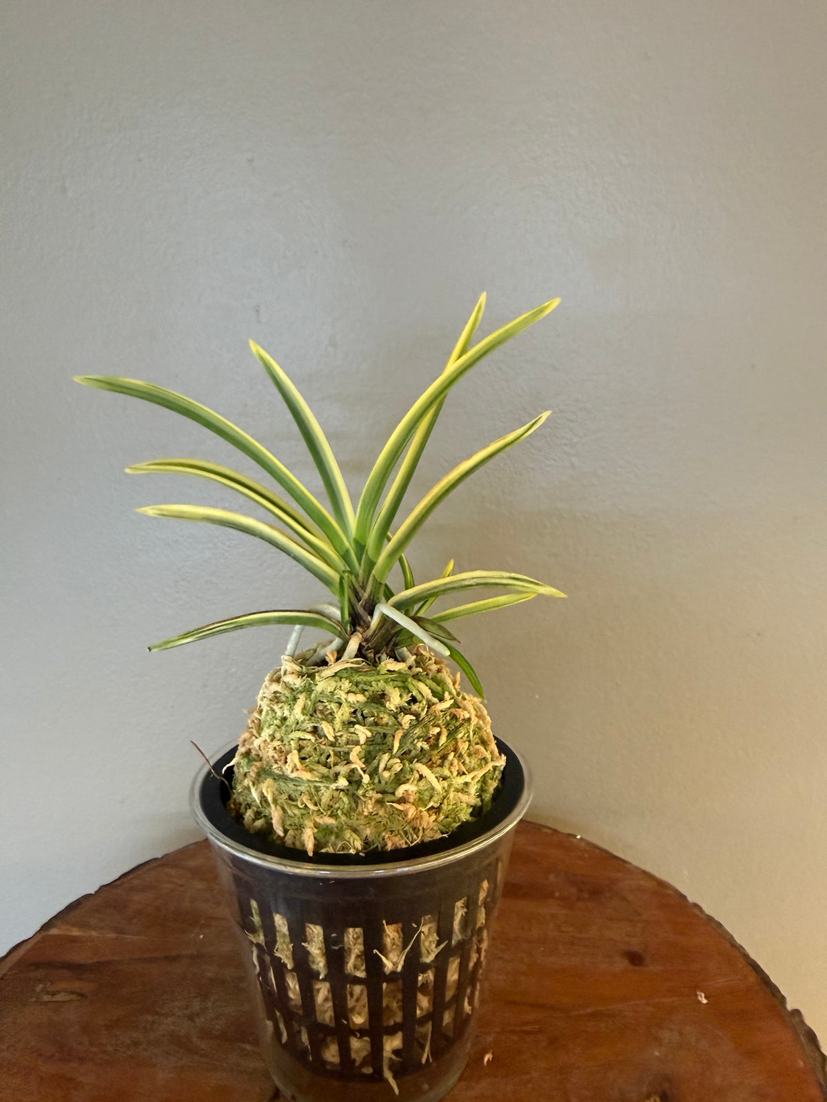 Neofinetia falcata Yuri 琉璃(Amami kanpaku  奄美冠白)