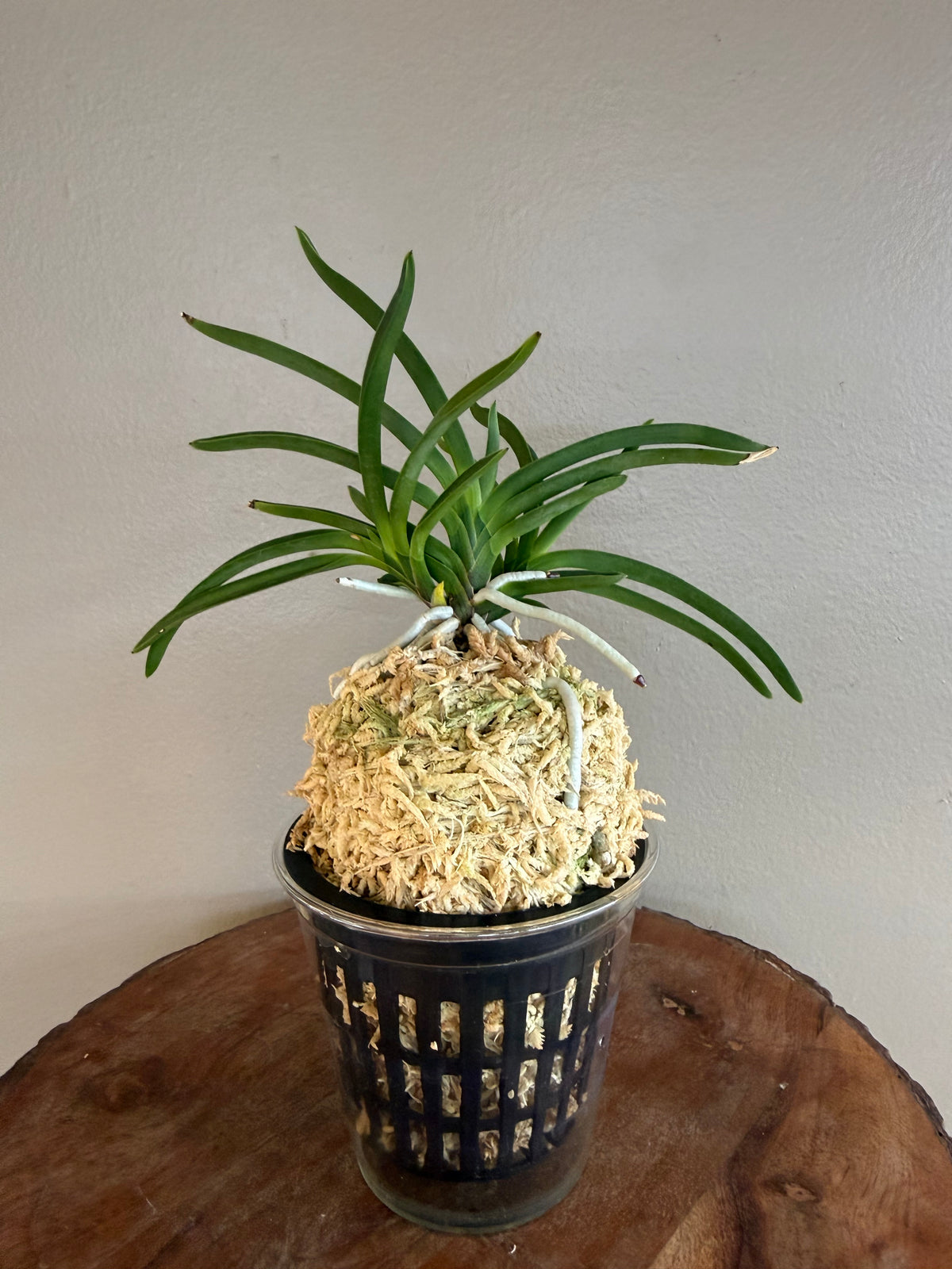 Neofinetia falcata Kibana 黃花