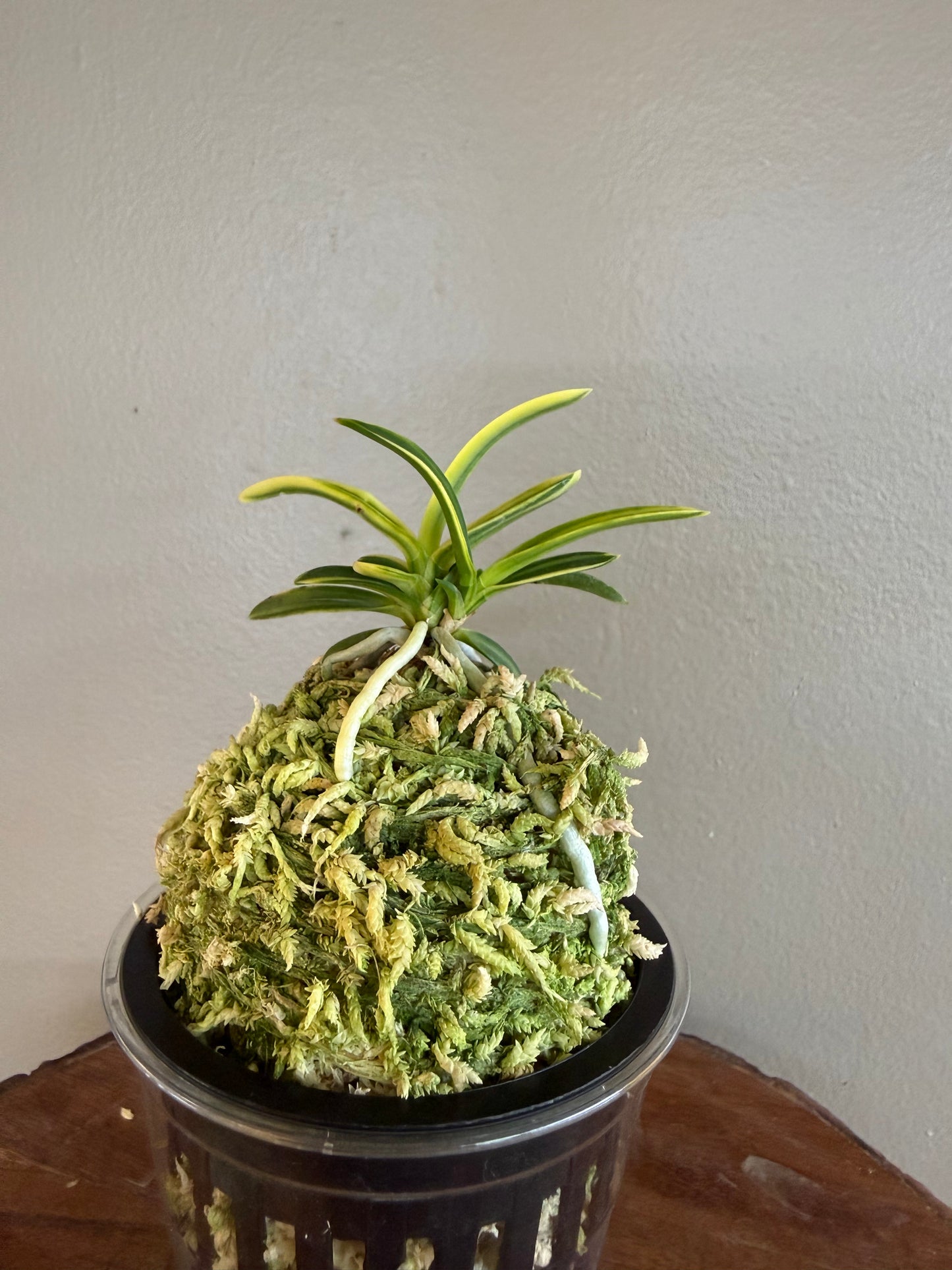 Neofinetia falcata Fugaku 富嶽