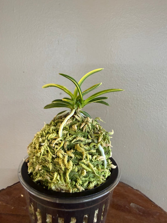 Neofinetia falcata Fugaku 富嶽