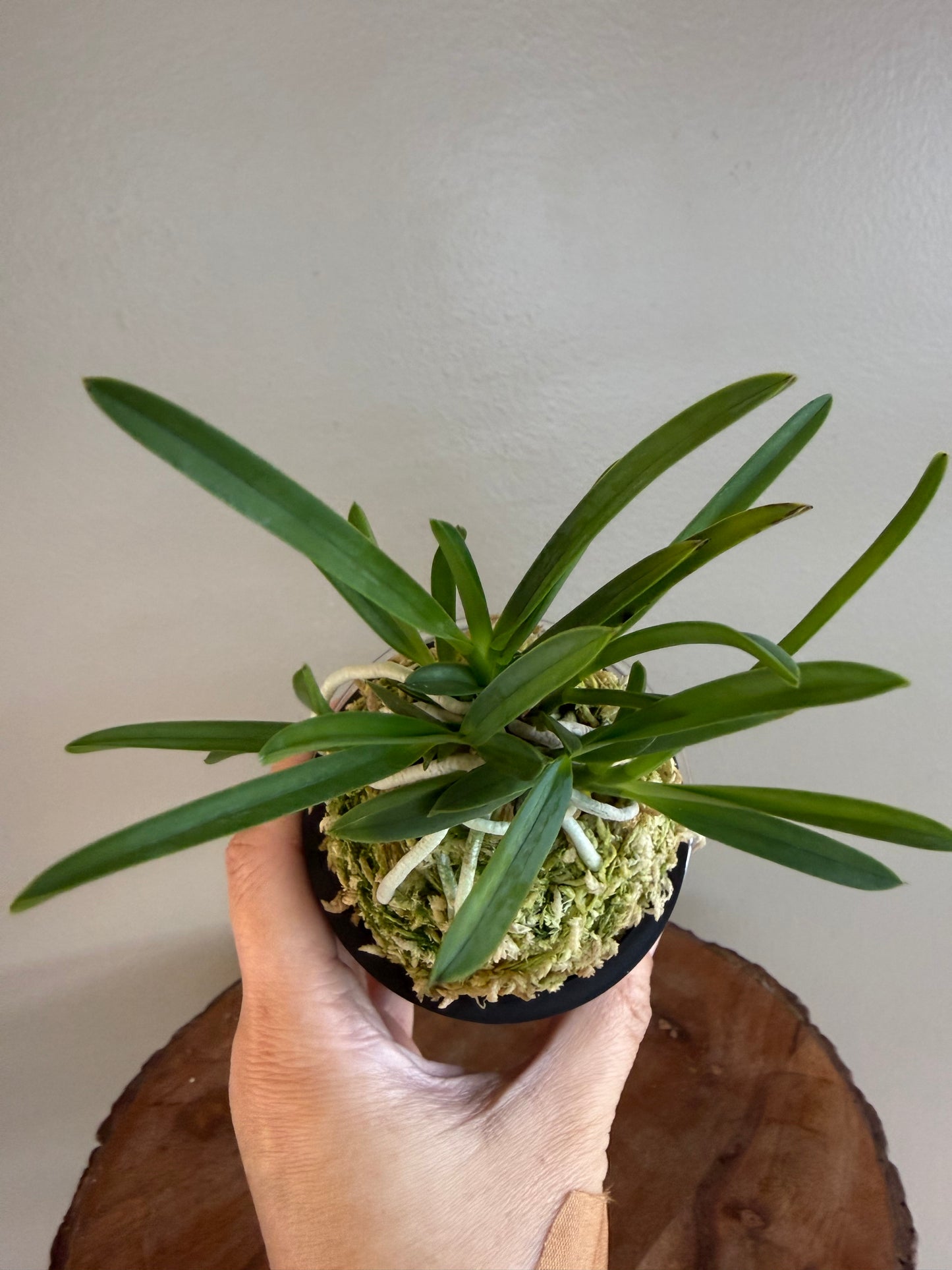 Neofinetia falcata Yamahoko 山鉾