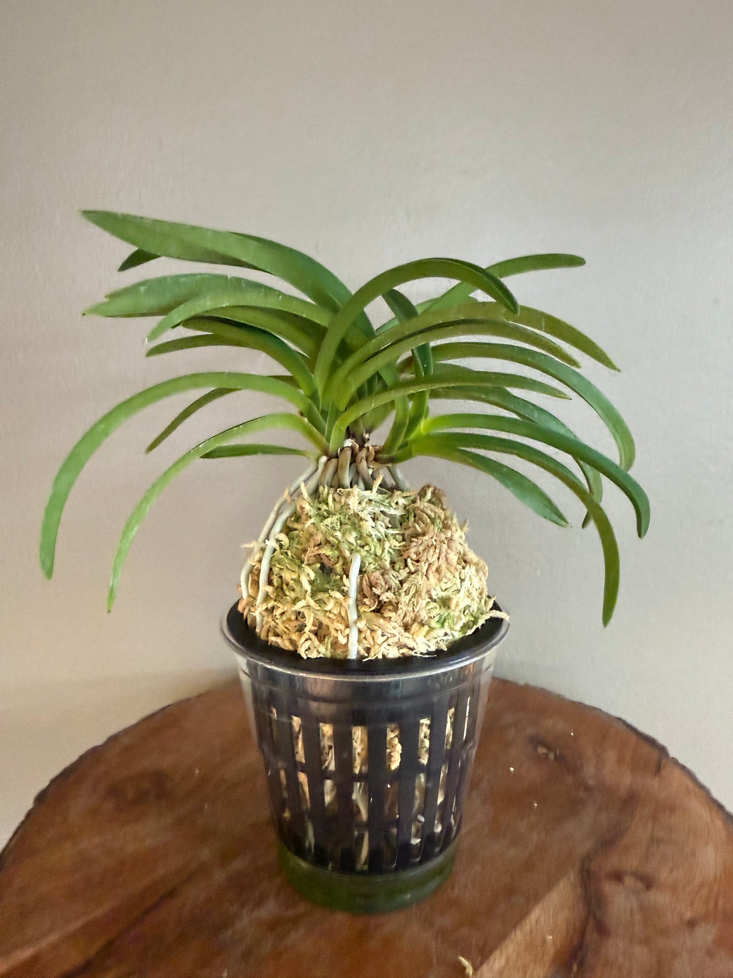 Neofinetia falcata Honggang 紅綱