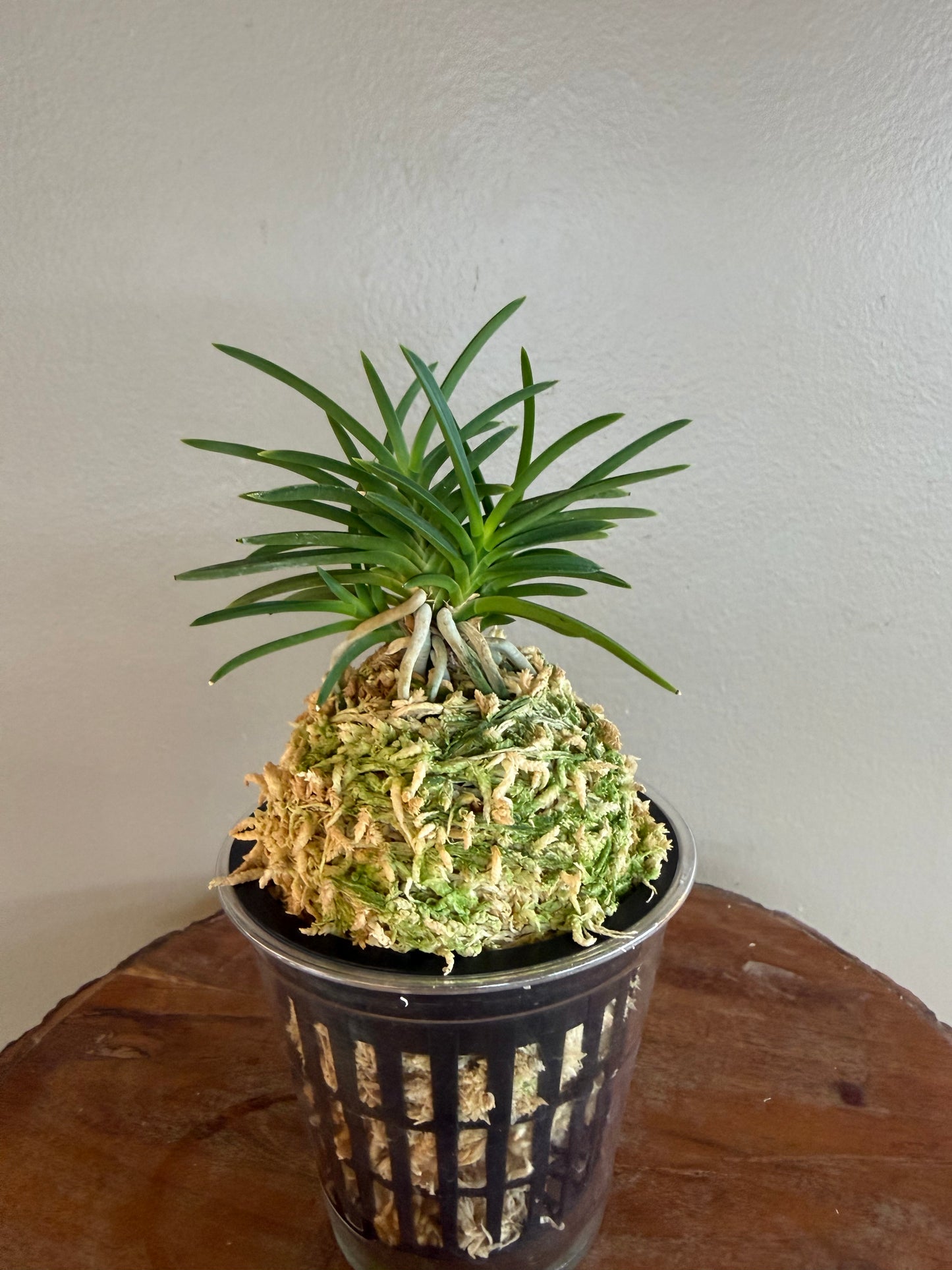 Neofinetia falcata Aojiku Yoroidoshi 青軸鎧通