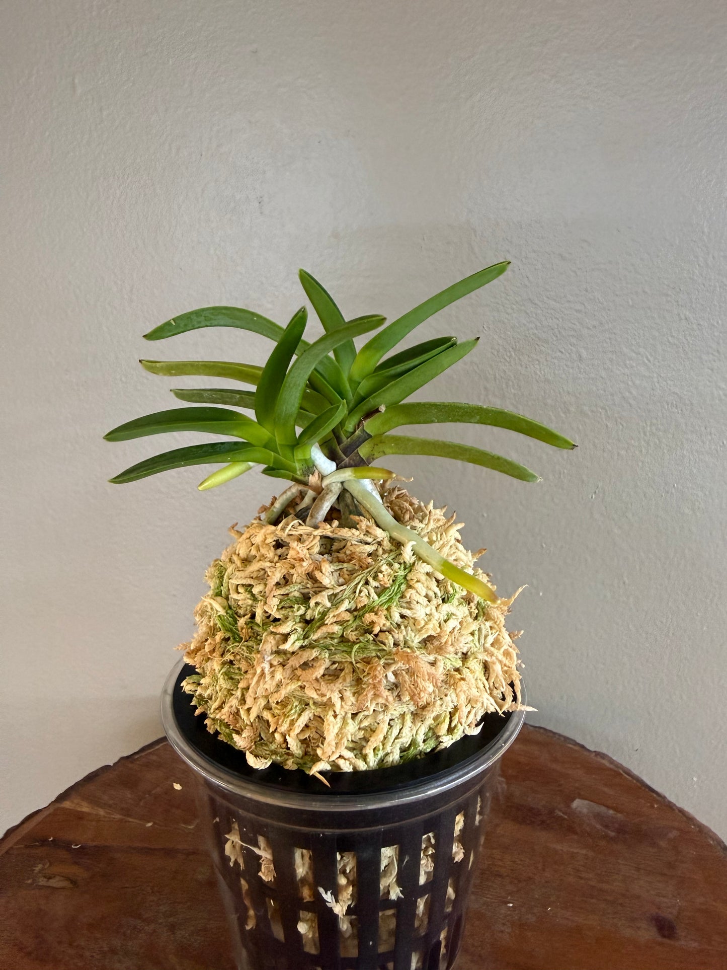Neofinetia falcata Geumjeong 金頂
