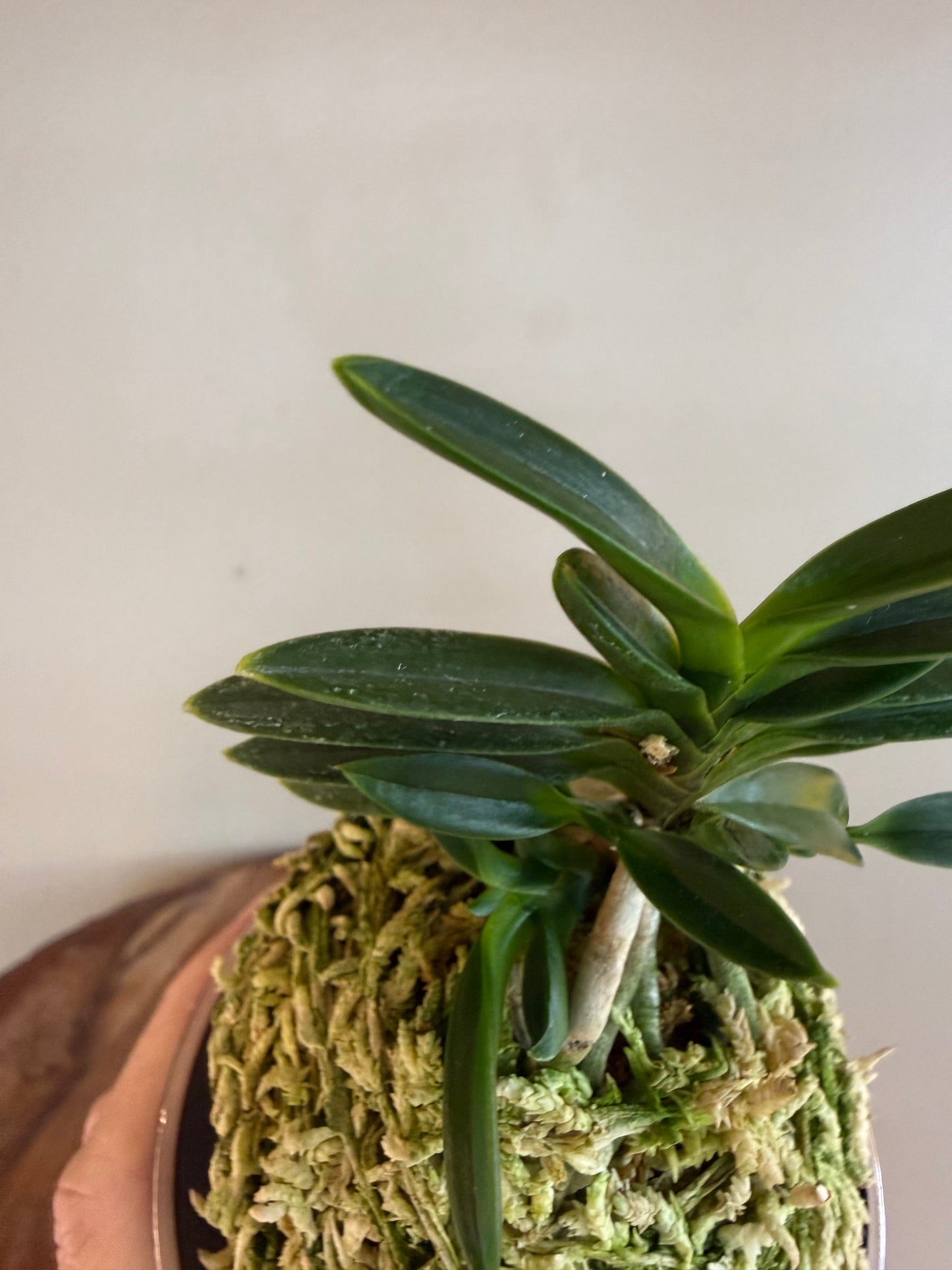 Neofinetia falcata Jukou 寿光