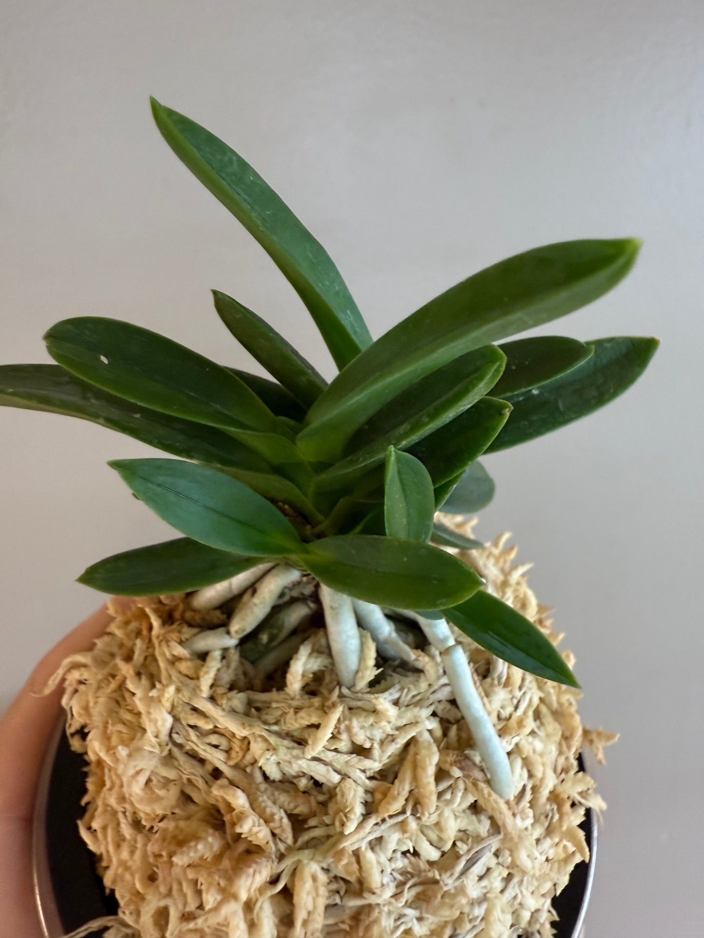 Neofinetia falcata Tamakongo 玉金剛