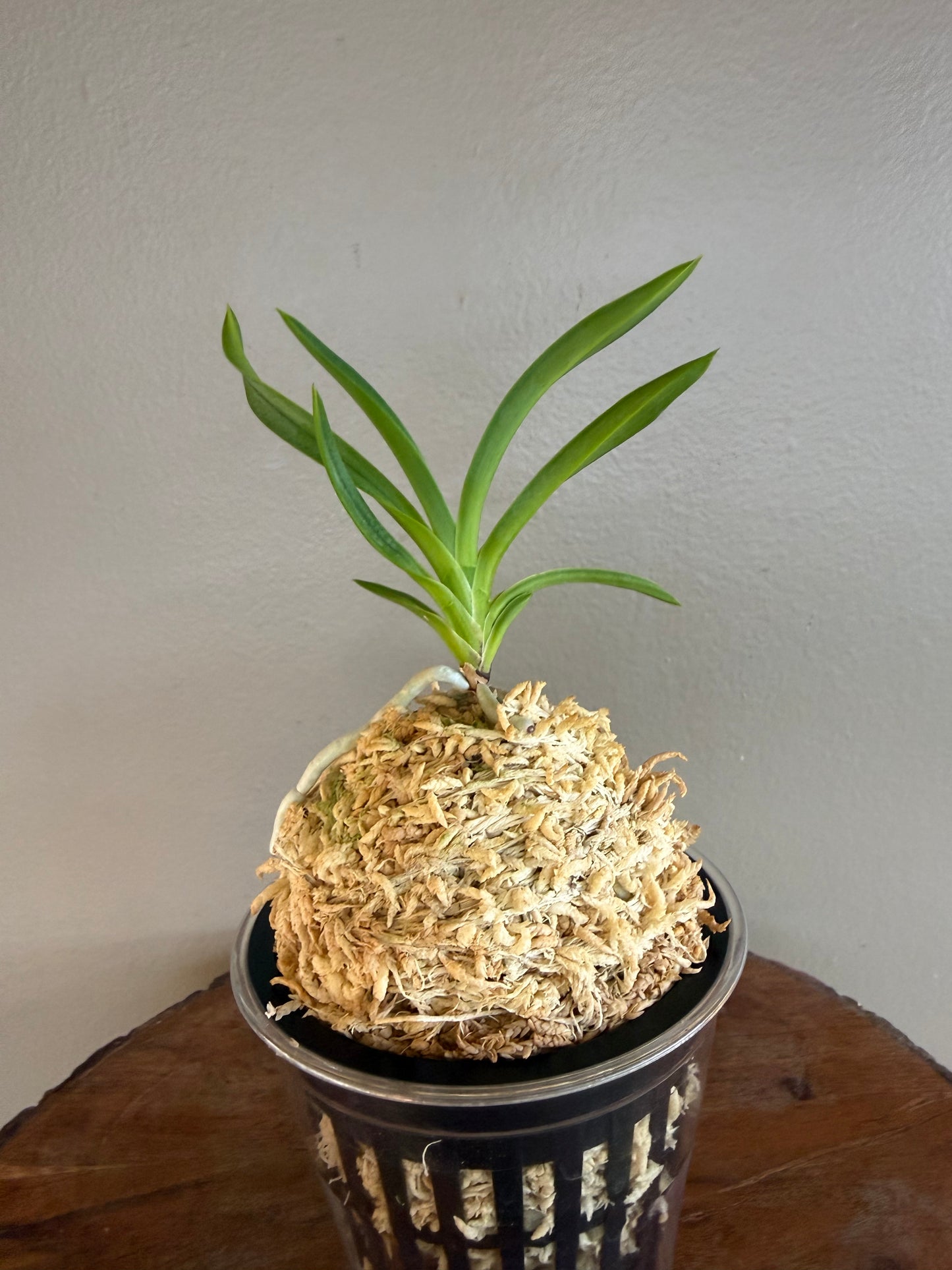 Neofinetia falcata Hwangjiyeon 黃池淵