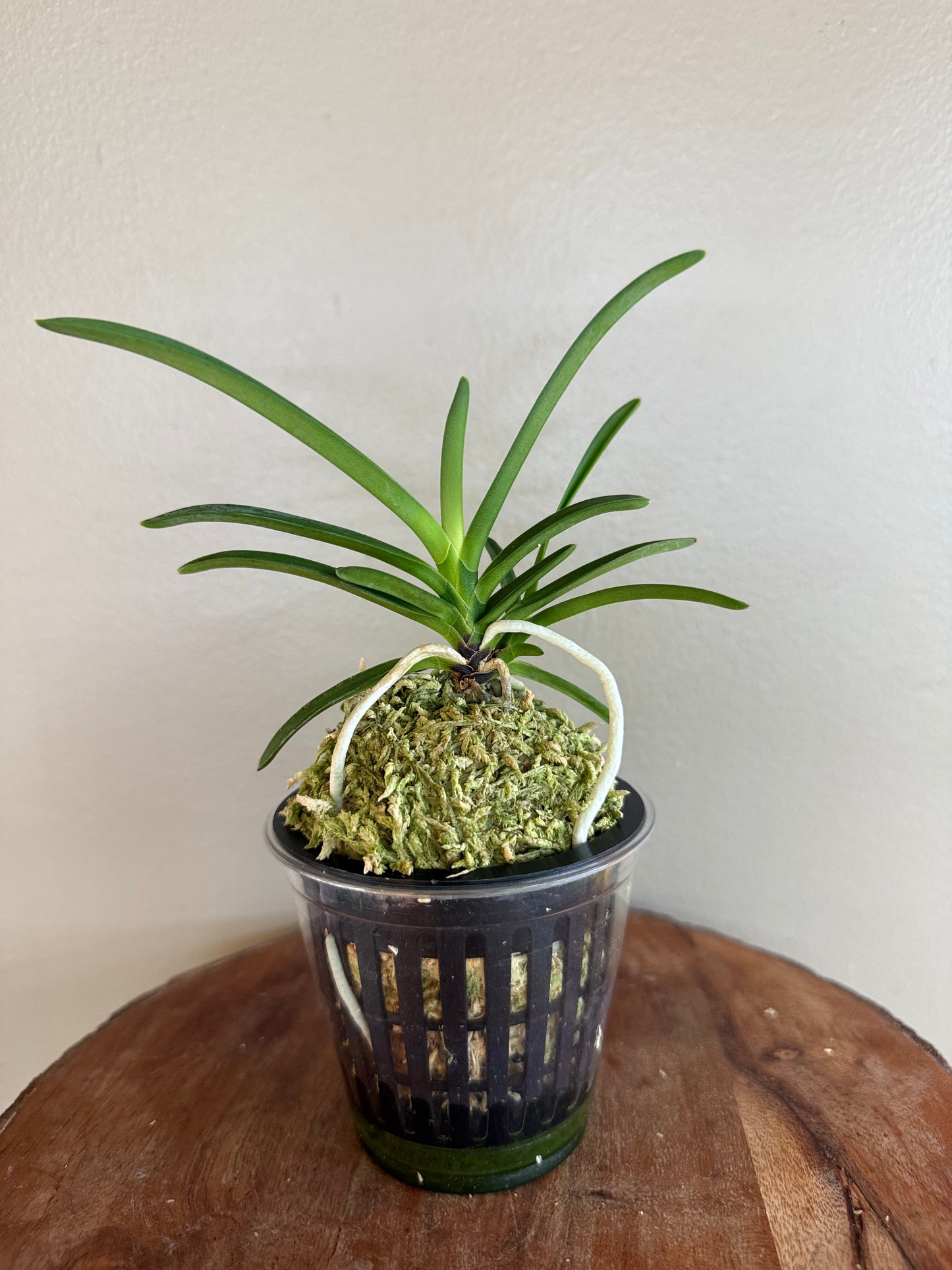 Neofinetia falcata Jangjahong 長紫紅