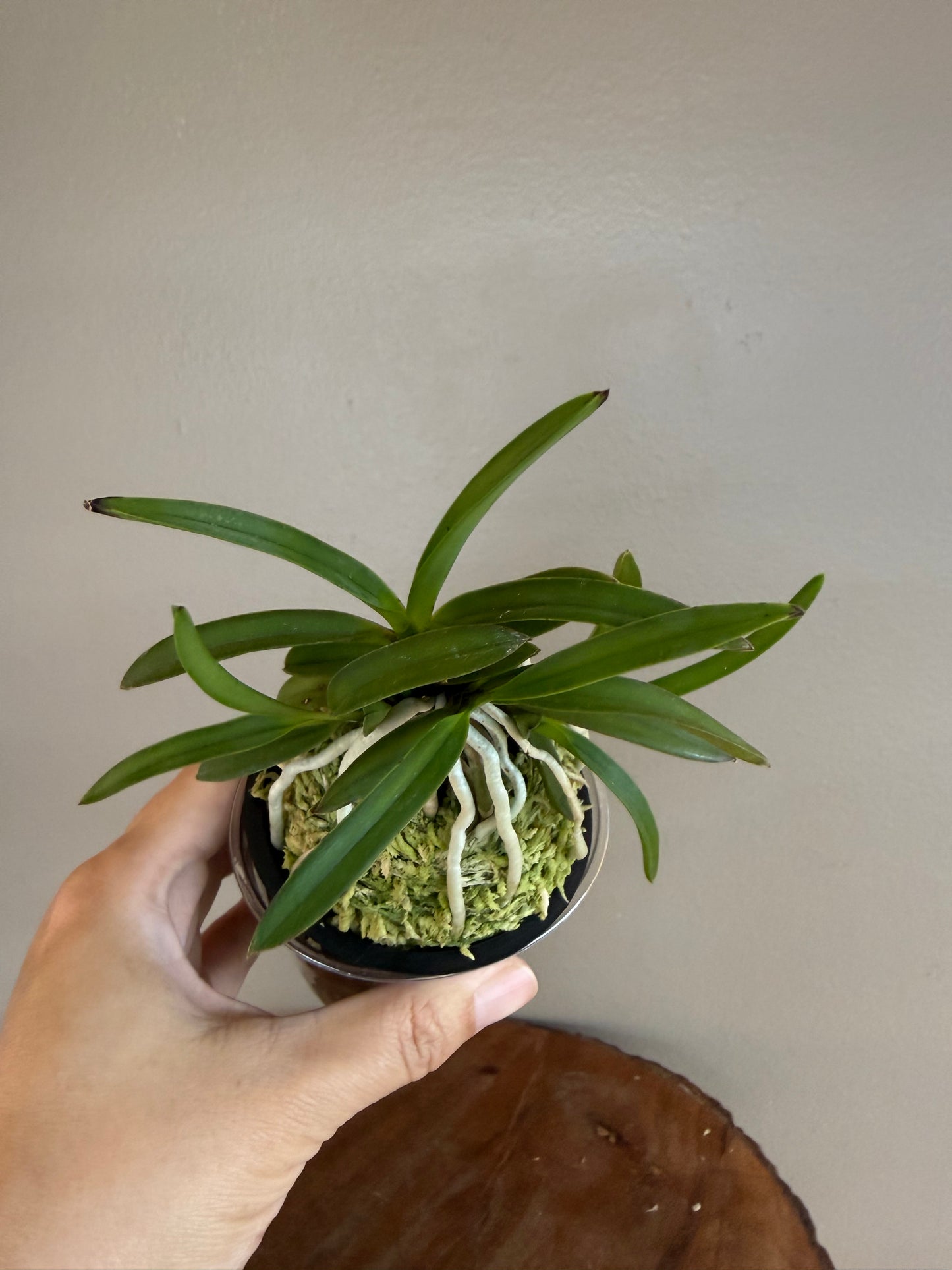 Neofinetia falcata Hong-ya (Honggang*Oushukuume) 紅也