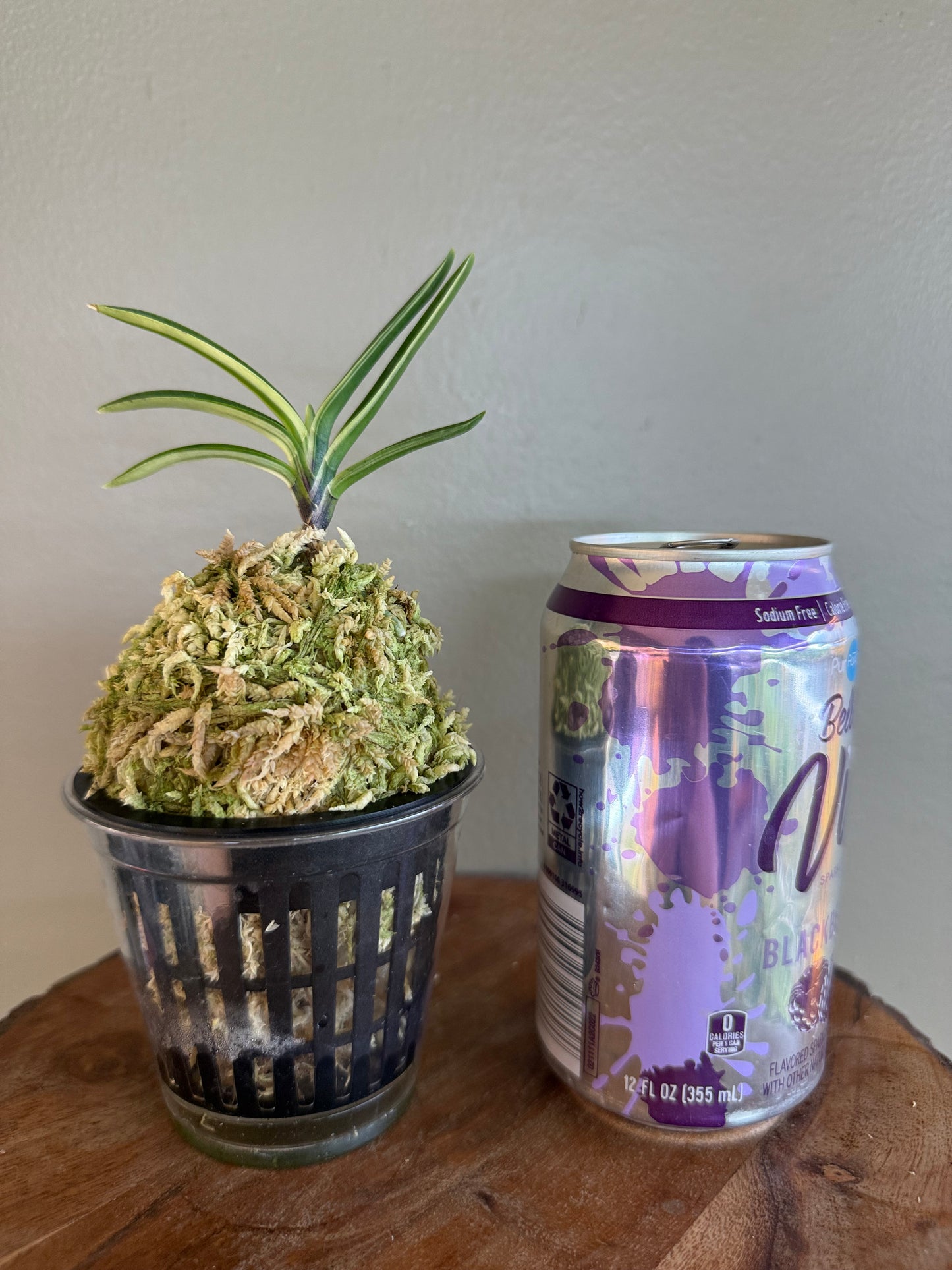 Neofinetia falcata Taikouhou 太公望