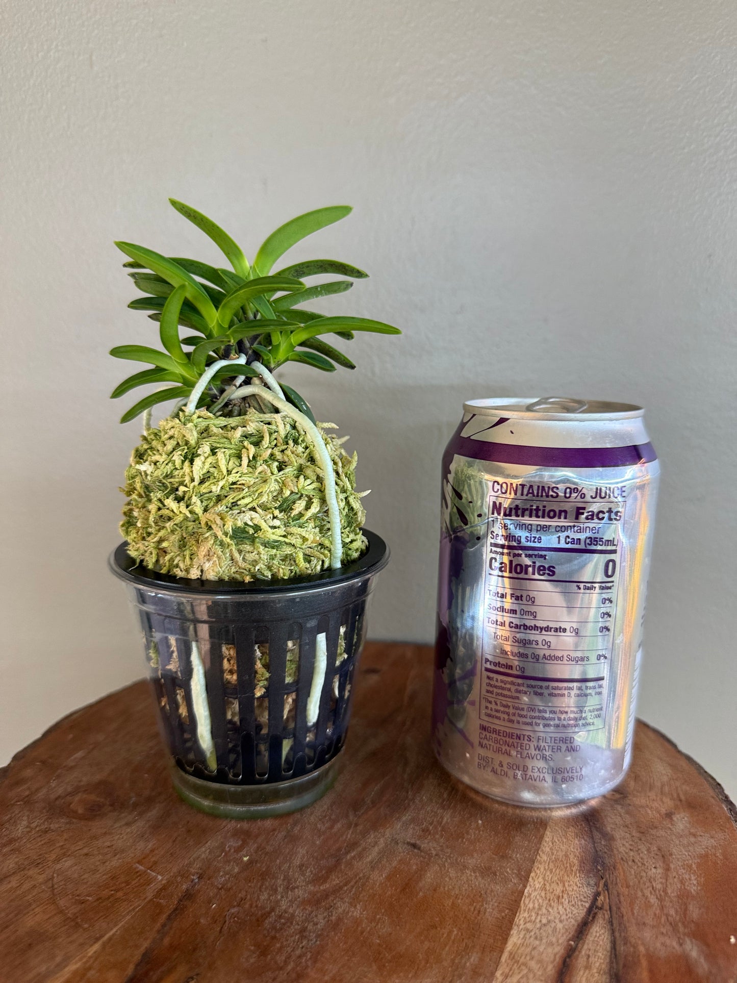 Neofinetia falcata Tsushima Ryokuho 對馬綠寶