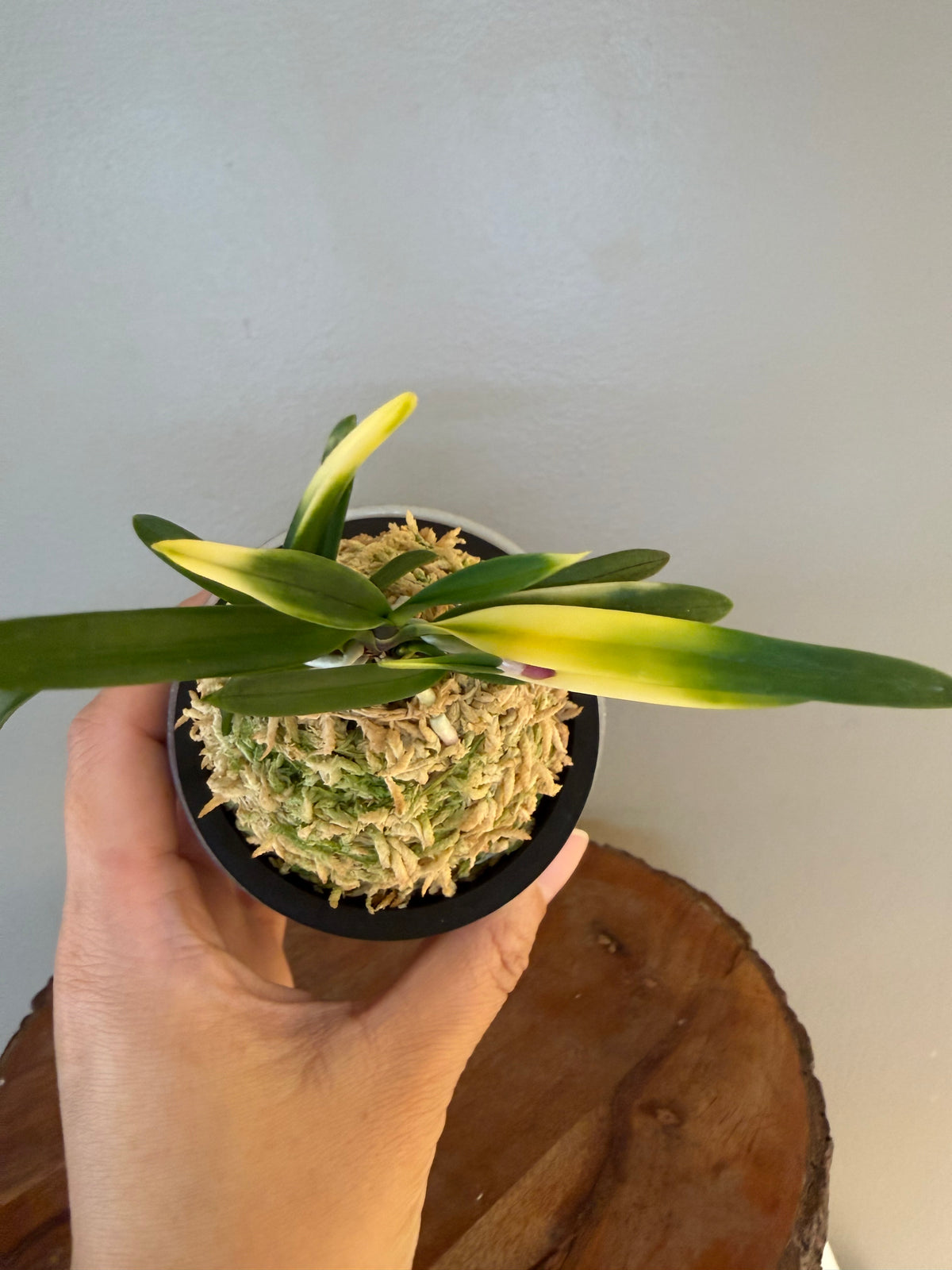 Neofinetia falcata Hokage 火影