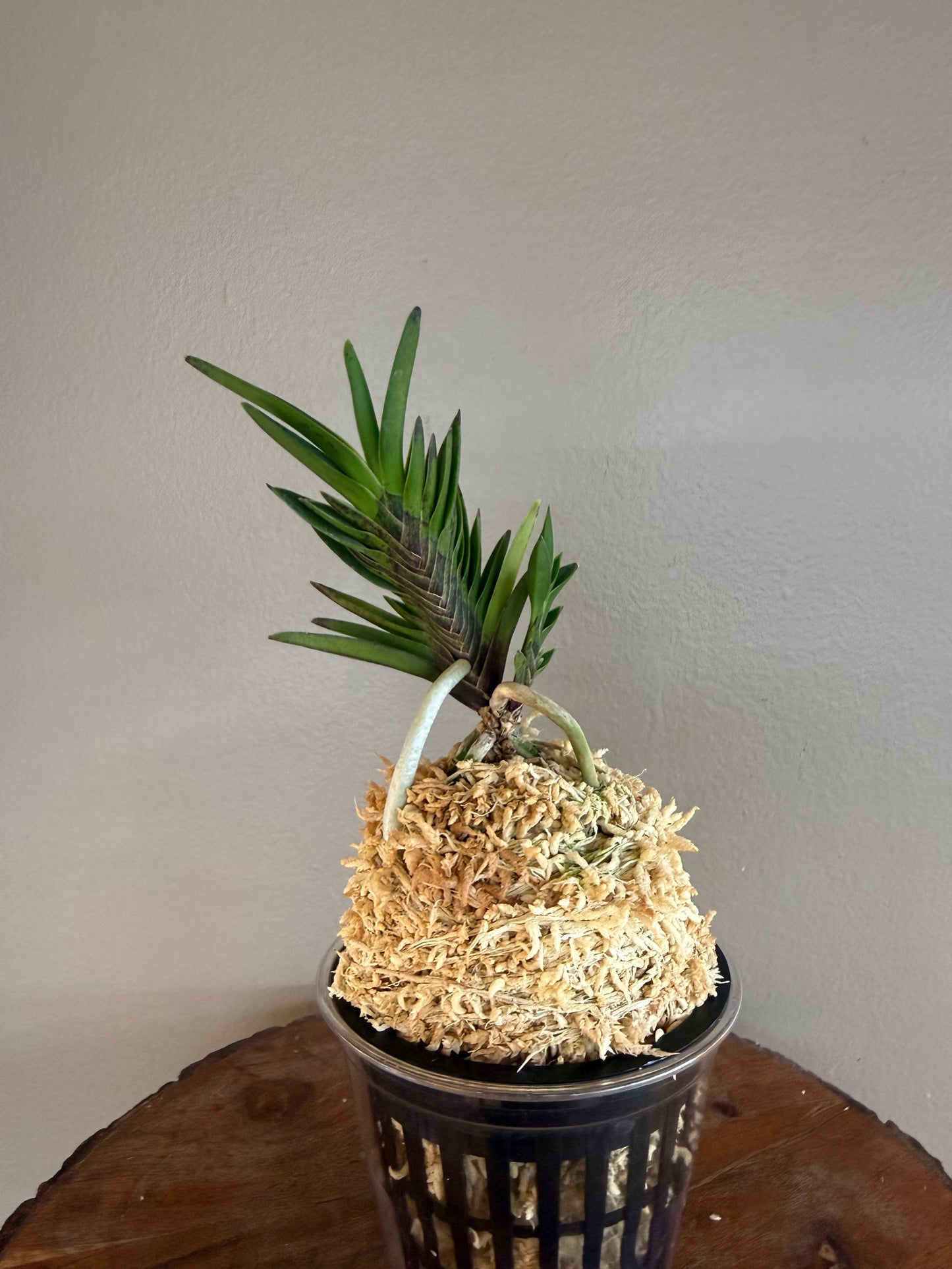 Neofinetia falcata Yongrin 龍鱗
