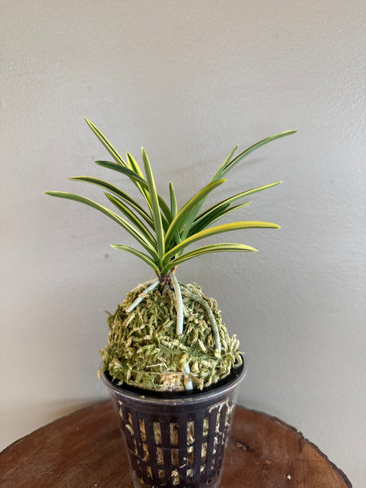 Neofinetia falcata Suruga Fukurin 駿河覆輪