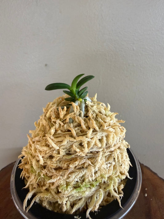 Neofinetia falcata Senzai 千載