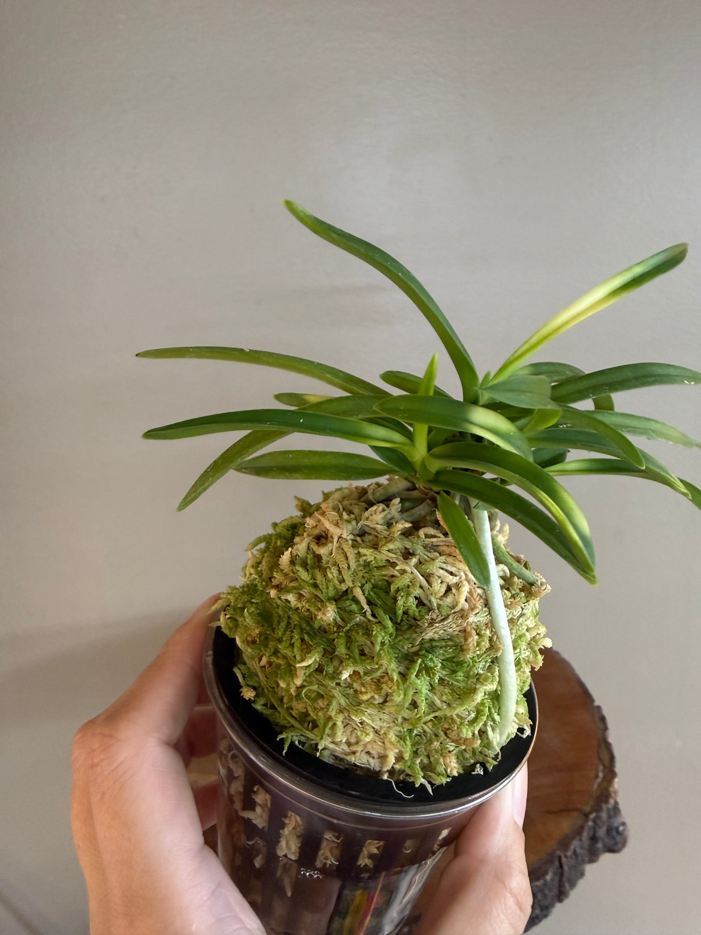 Neofinetia falcata Setsuza 雪山