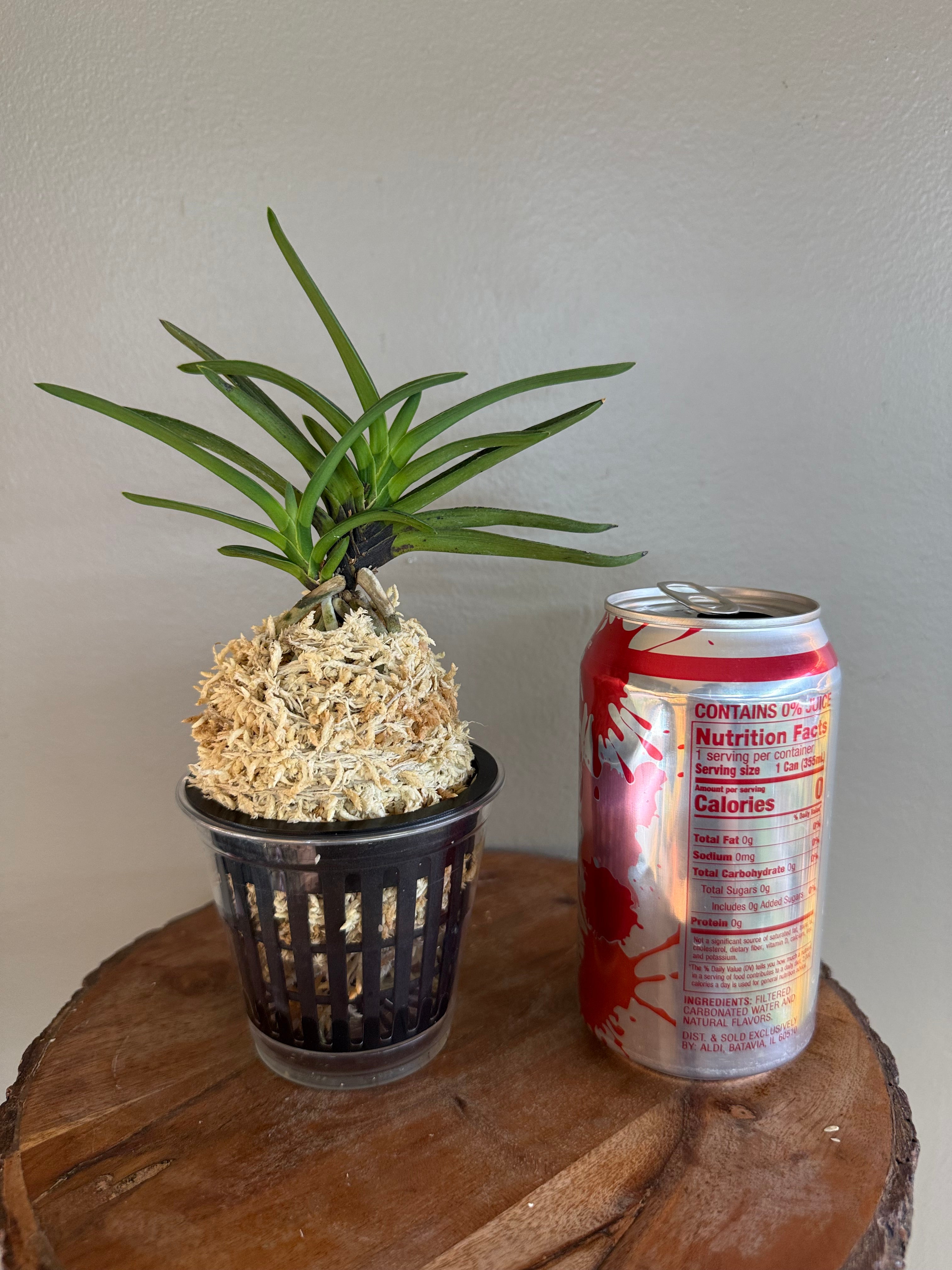 Neofinetia falcata Takaranoshi 宝熨斗 – Helen's Orchid House