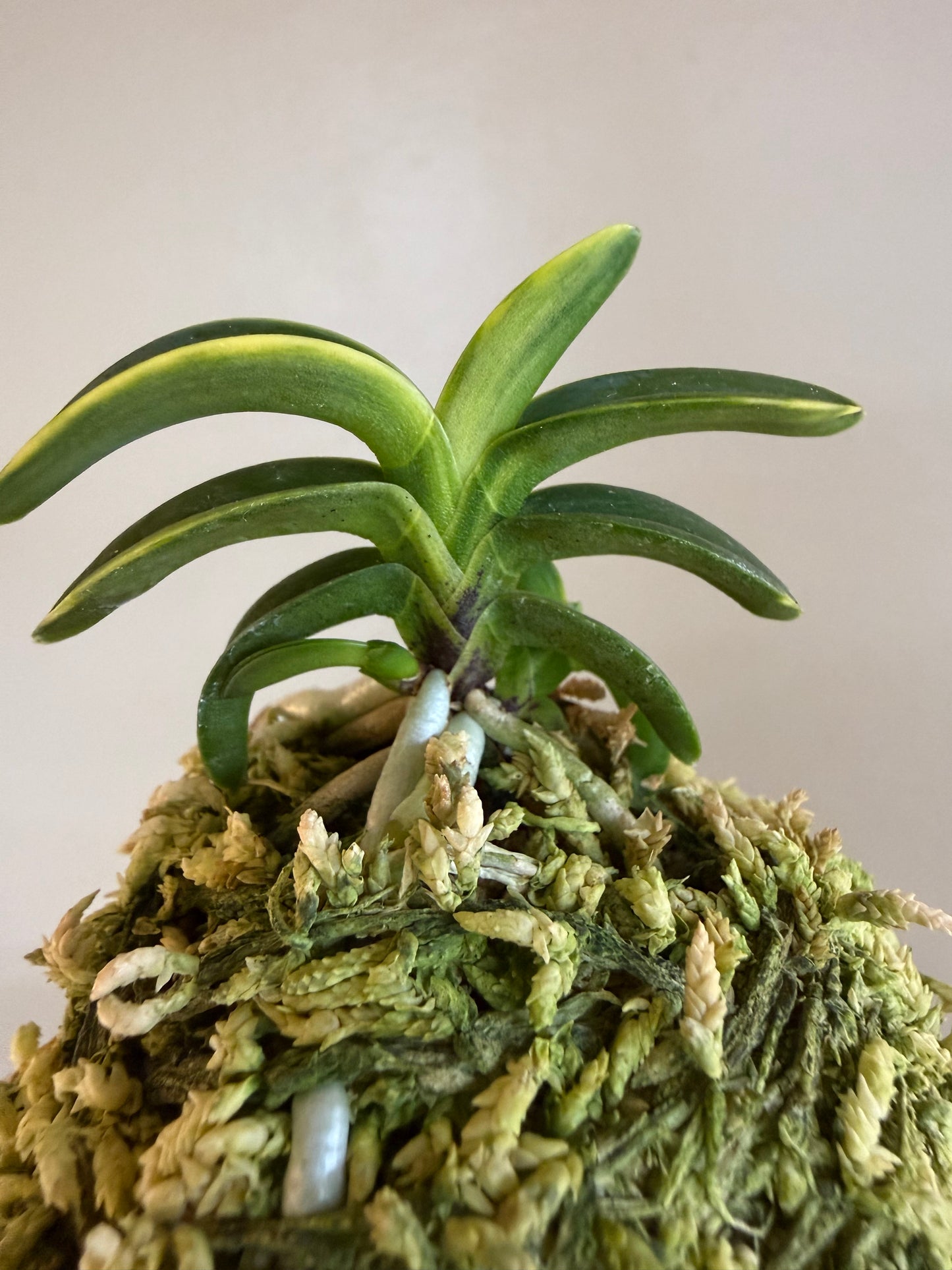Neofinetia falcata Suikanishiki 翠華錦