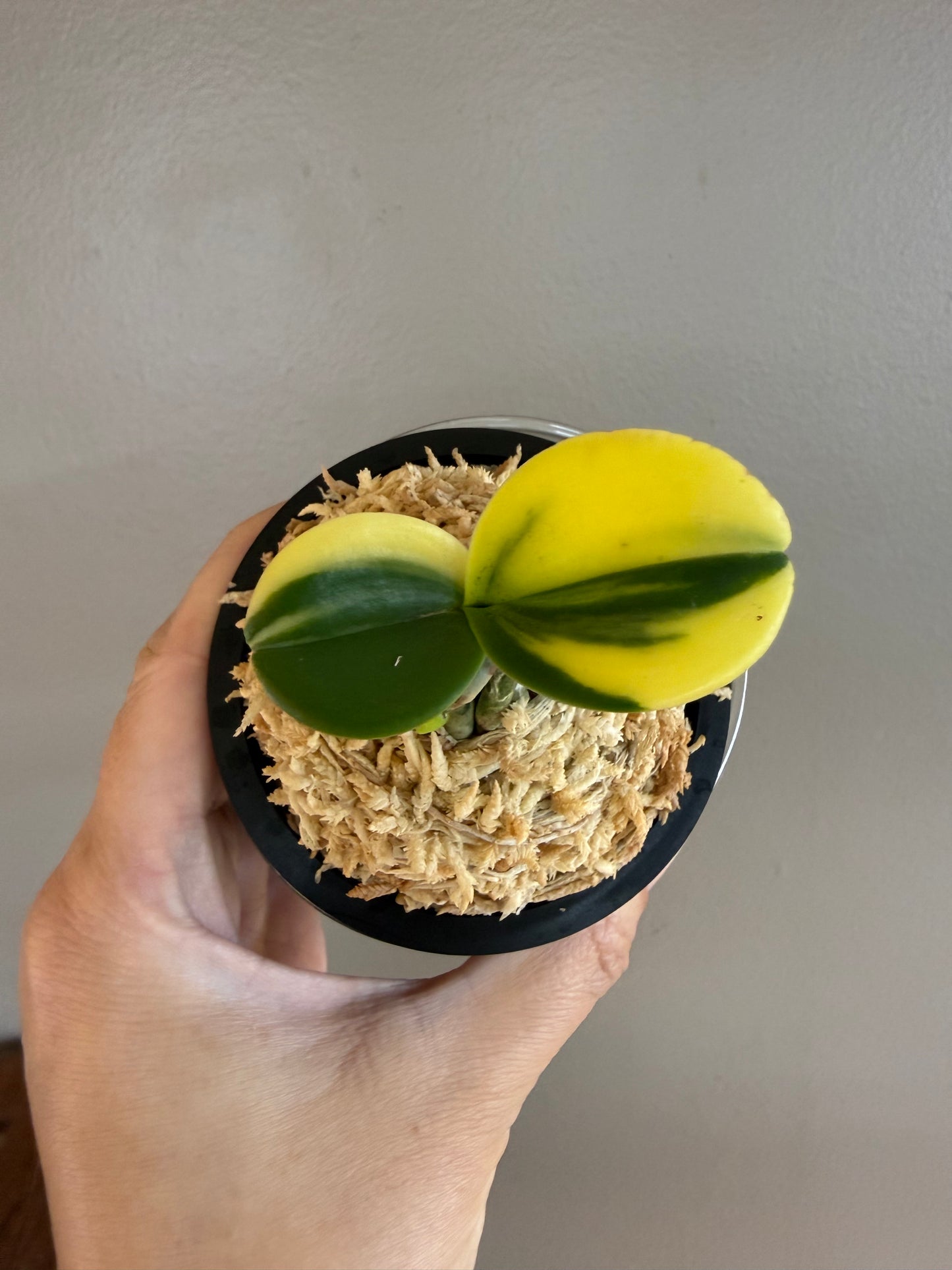 Sedirea japonica Minmaru Shima 明丸錦