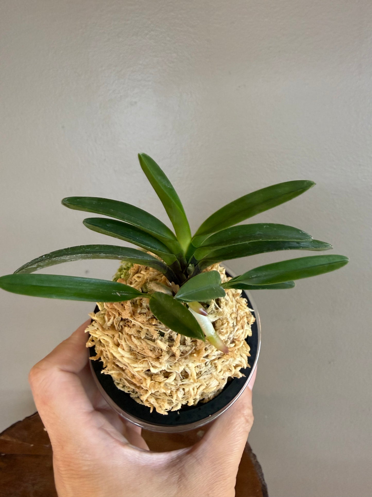 Neofinetia falcata Yusui 幽翠