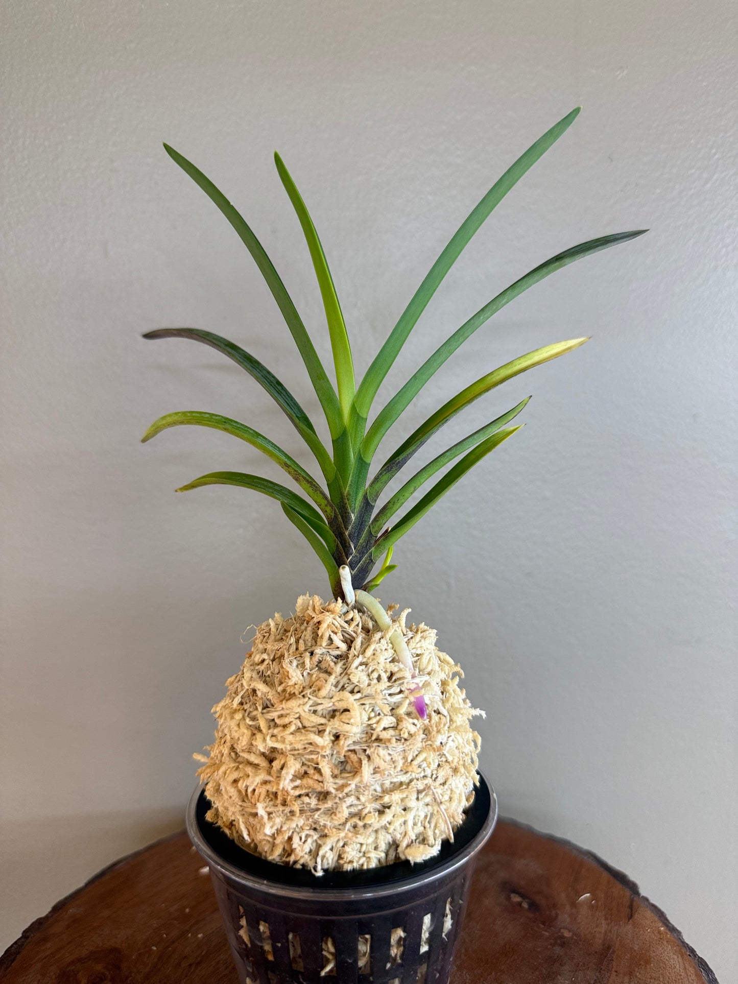 Neofinetia falcata Honggibo (Koukitakara) 紅奇寶