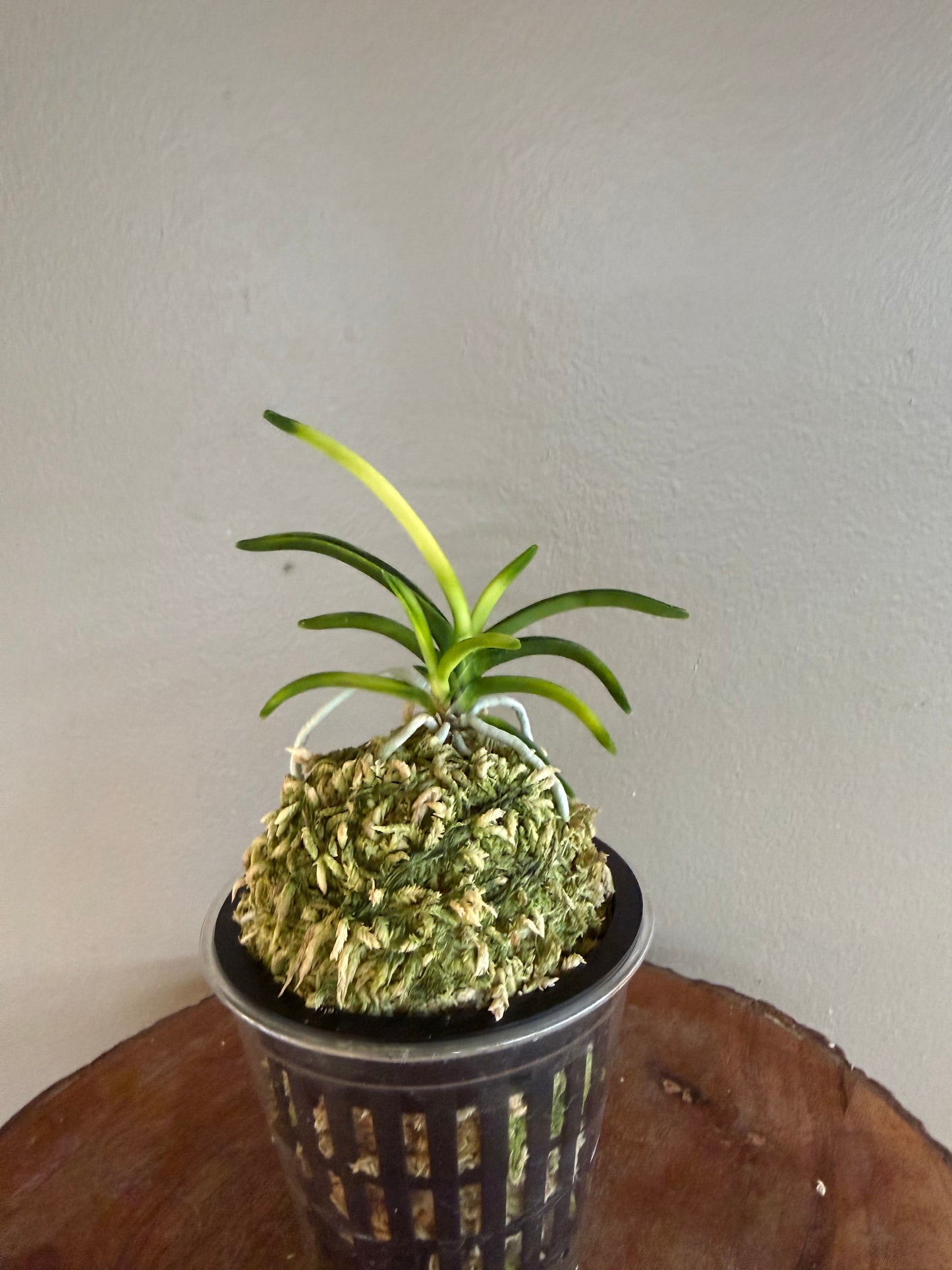 Neofinetia falcata Setsuza 雪山
