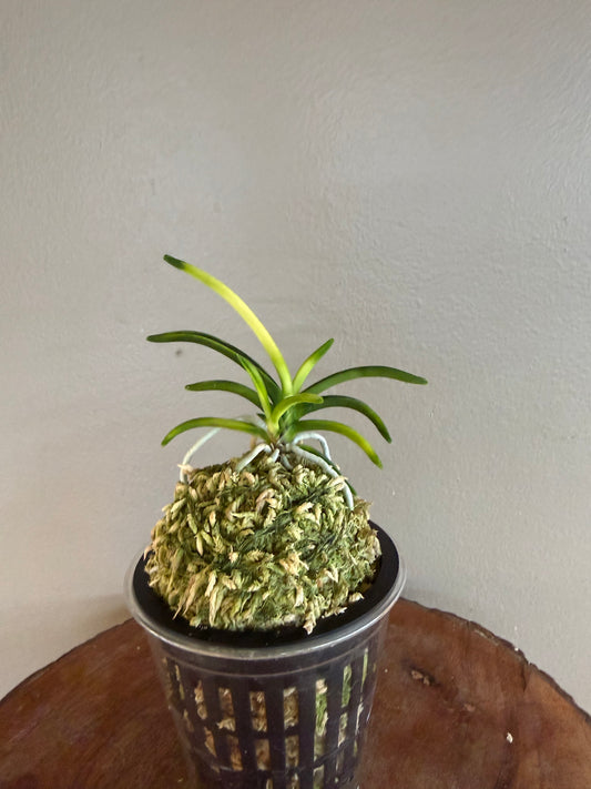 Neofinetia falcata Setsuza 雪山