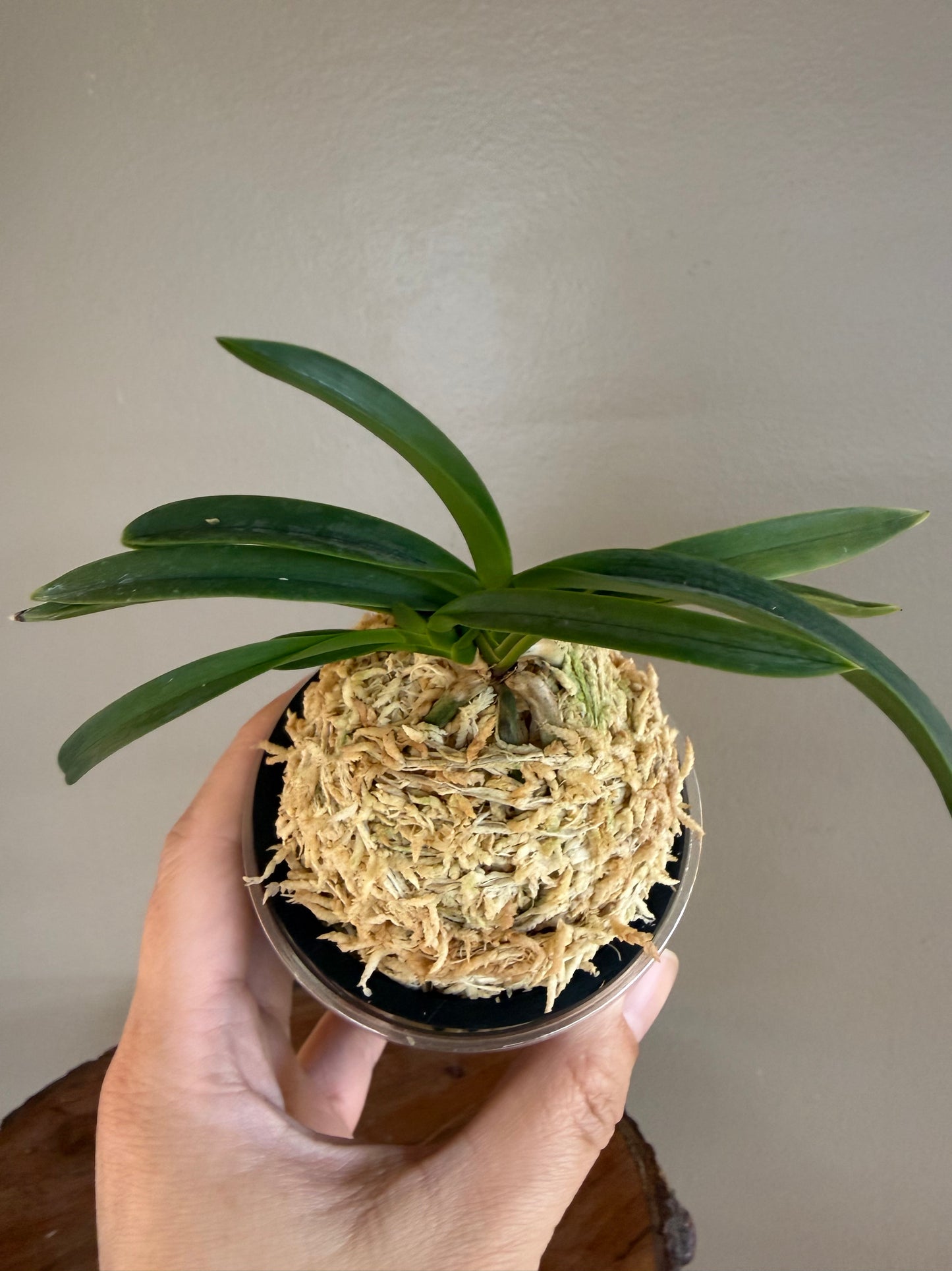 Neofinetia falcata Jangjahong 長紫紅