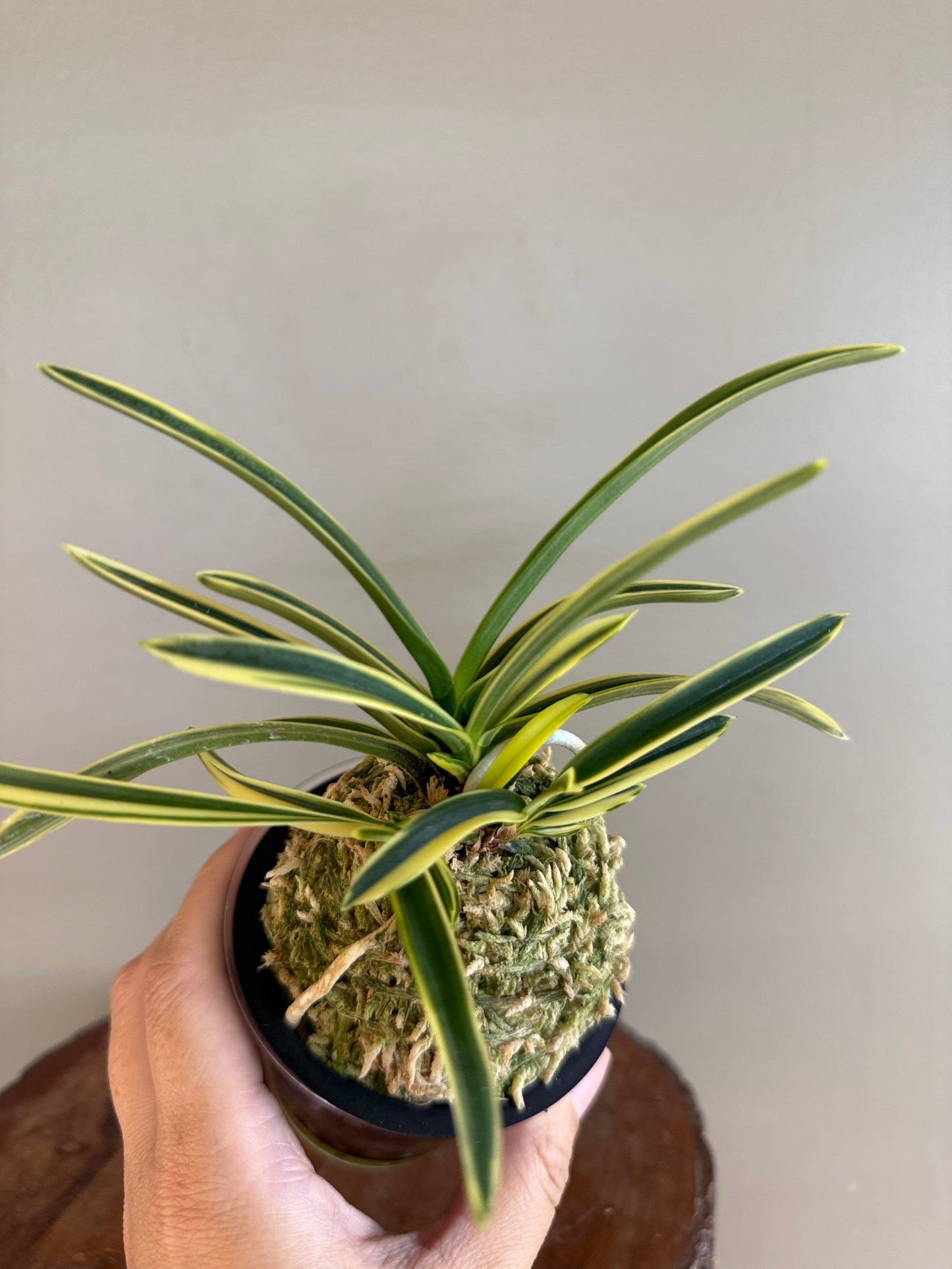 Neofinetia falcata Suruga Fukurin 駿河覆輪