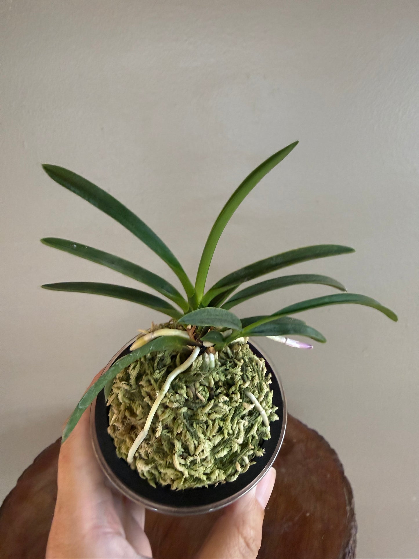 Neofinetia falcata Hakuunkaku 白雲閣