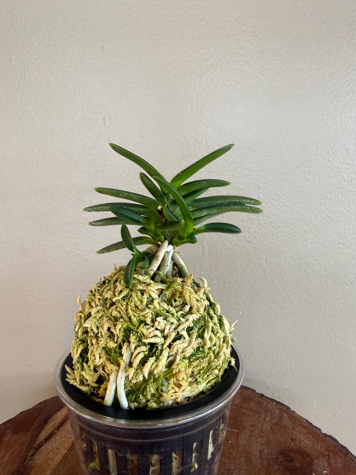 Neofinetia falcata Jukou 寿光