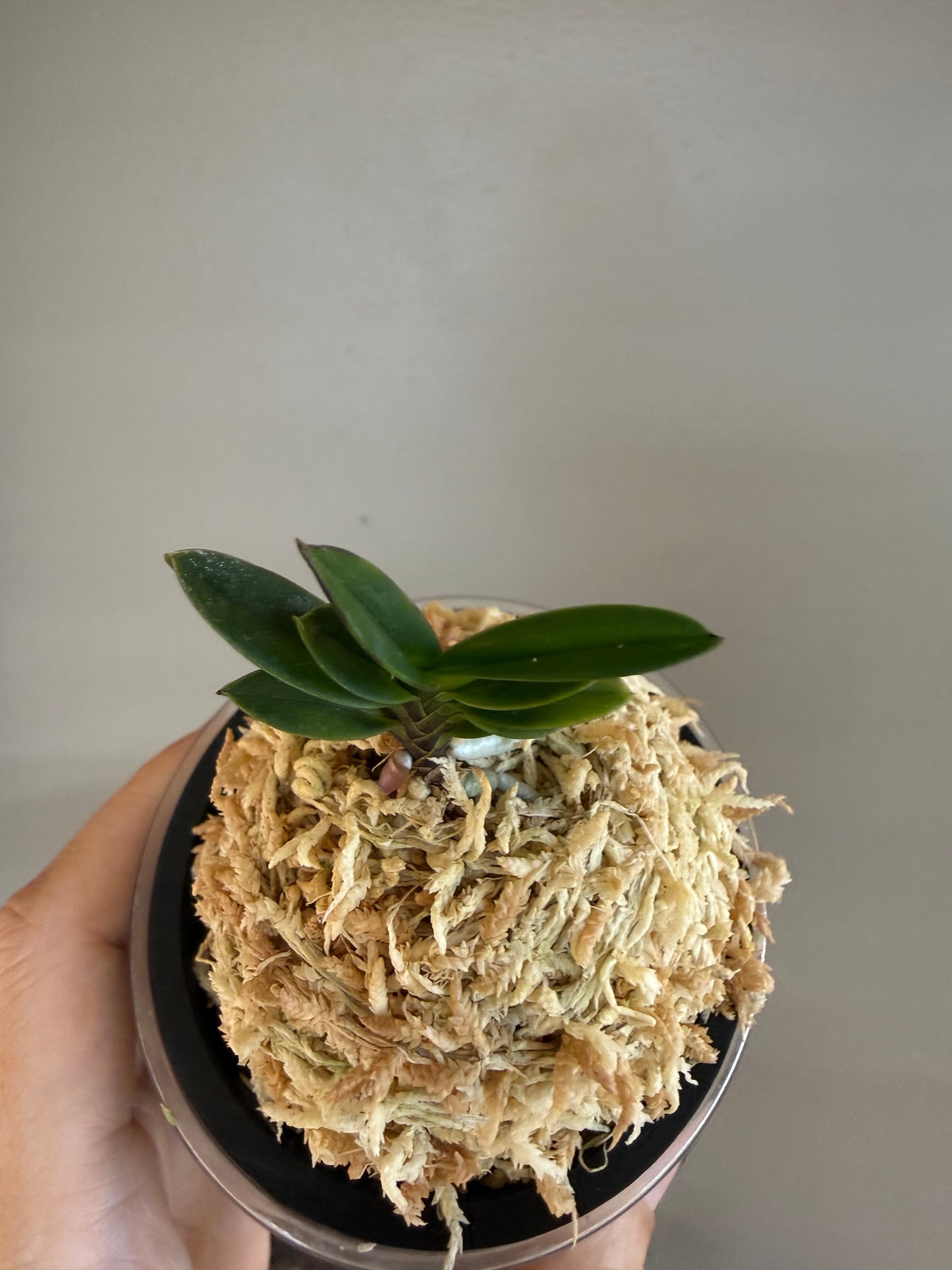 Neofinetia falcata Kobantakara 小判宝