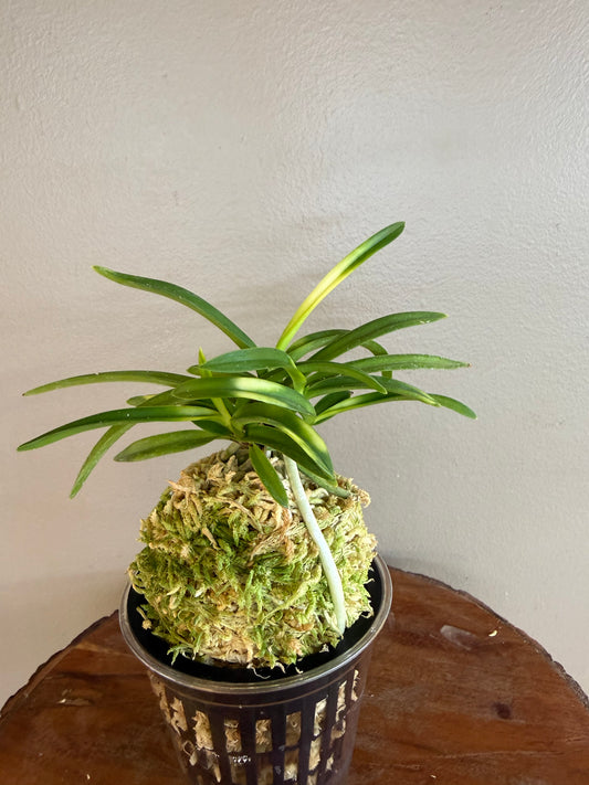 Neofinetia falcata Setsuza 雪山