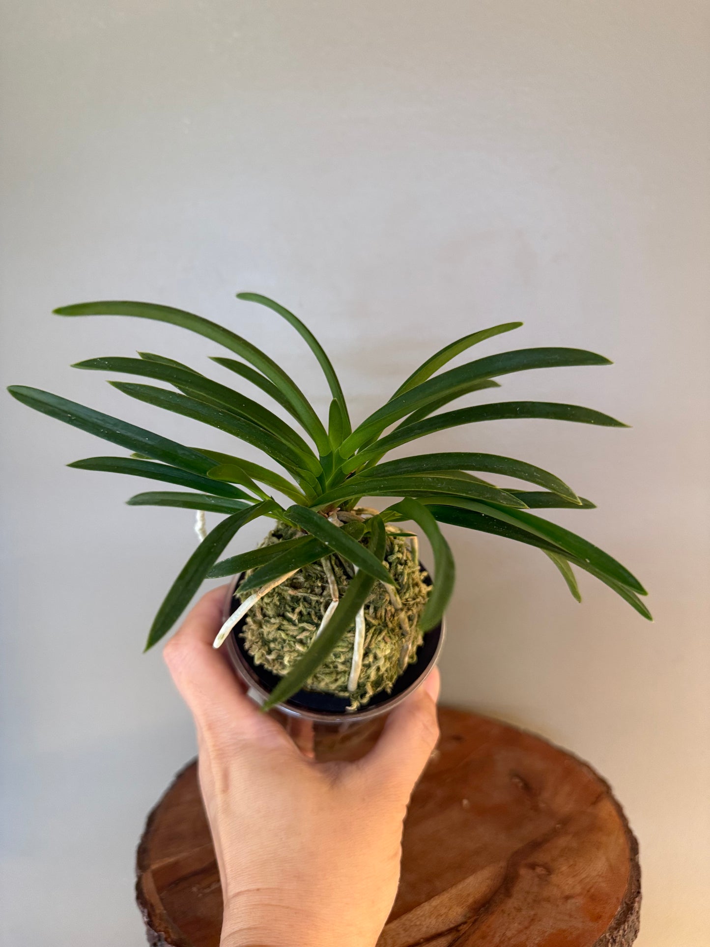 Neofinetia falcata Hongchun 紅春