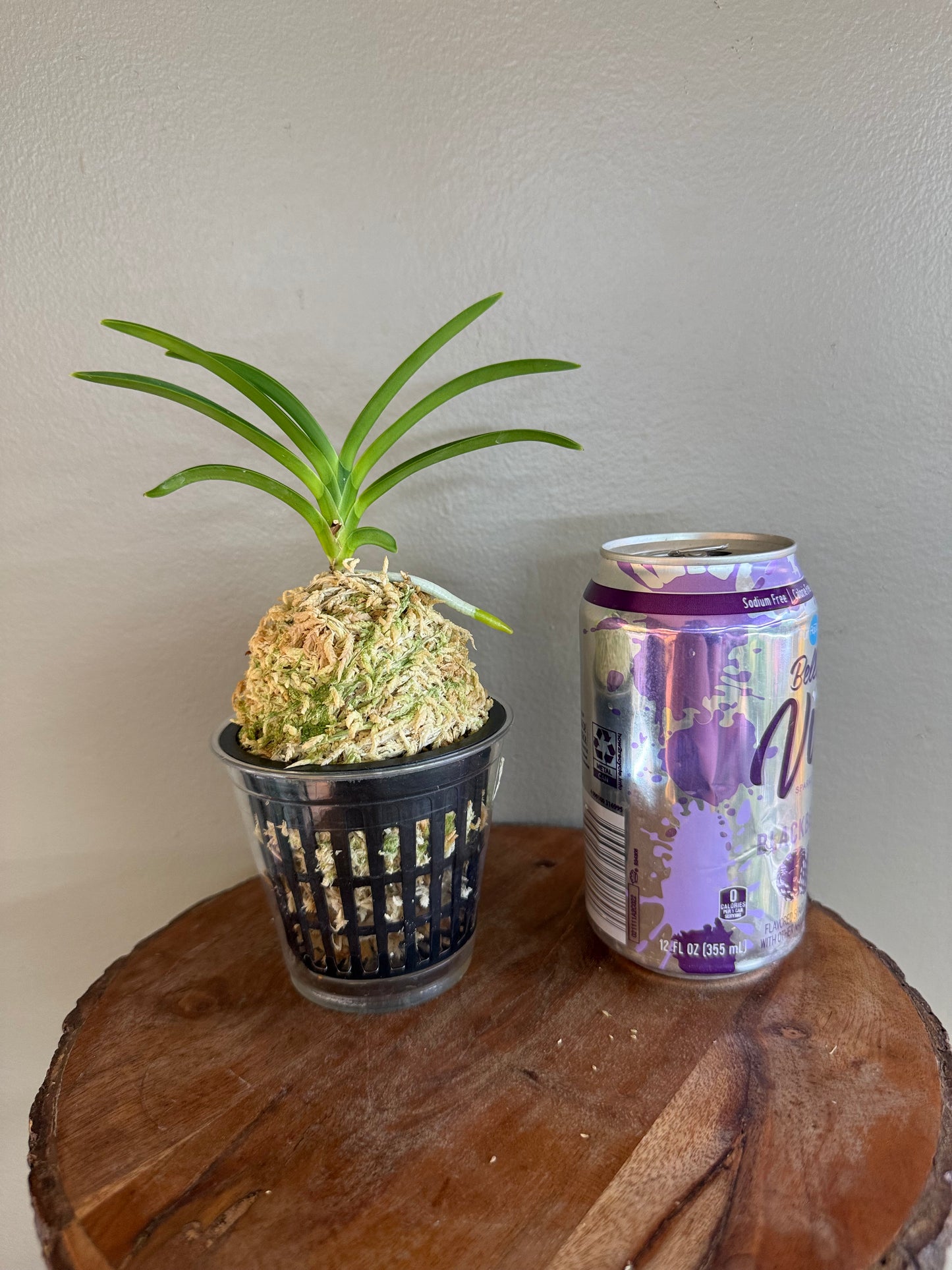 Neofinetia falcata Sansuiden 三翠殿/(jp )Midori senju 緑千壽