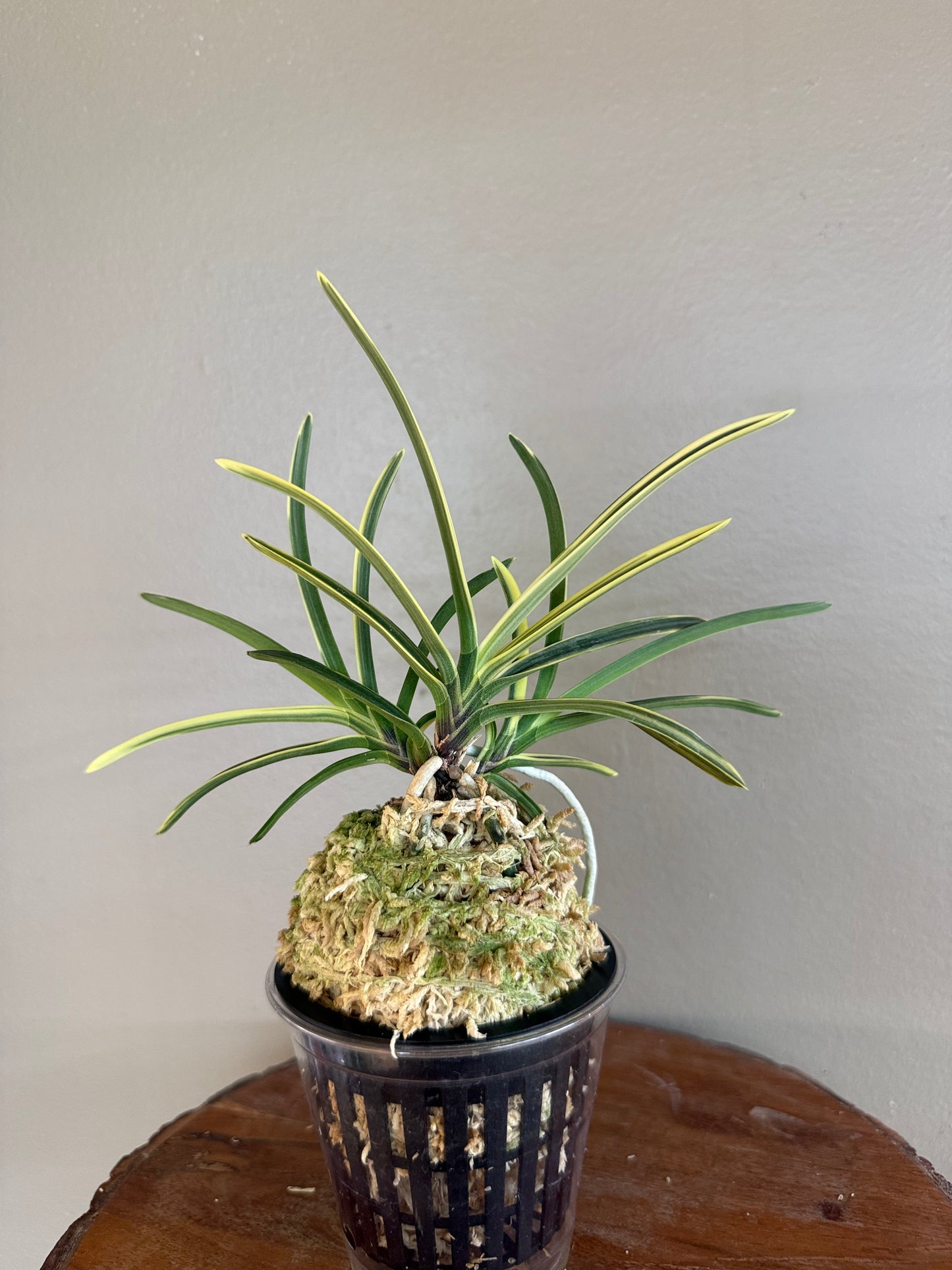 Neofinetia falcata Nishidemiyako 西出都
