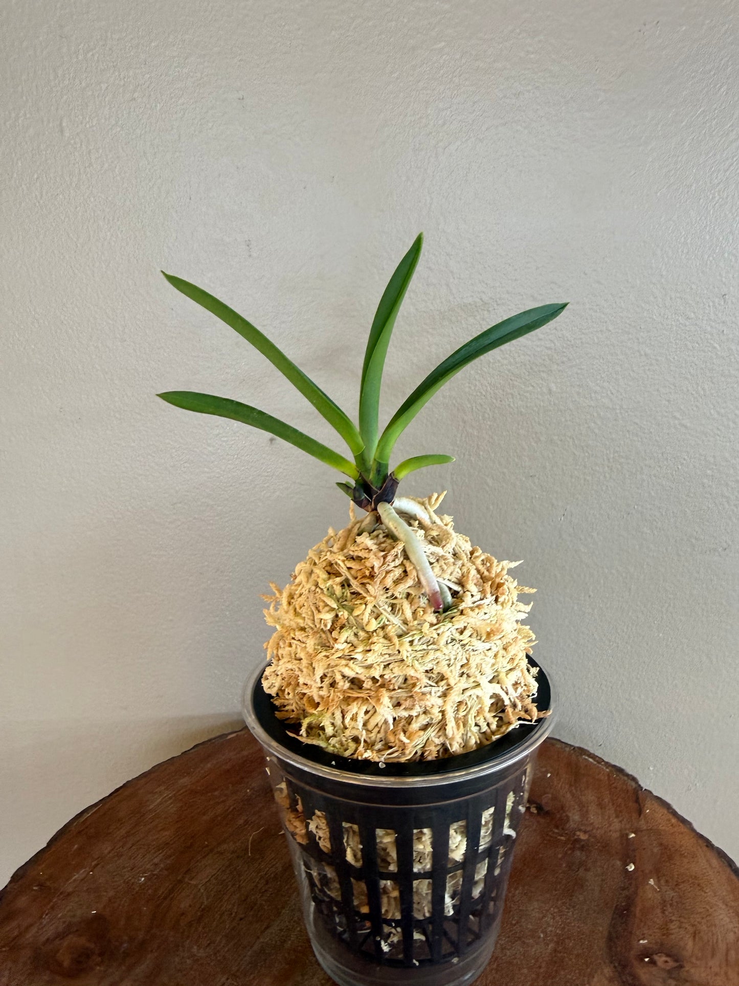 Neofinetia falcata Hien 緋燕