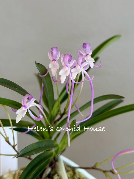 Neofinetia falcata Benisuzume 紅雀