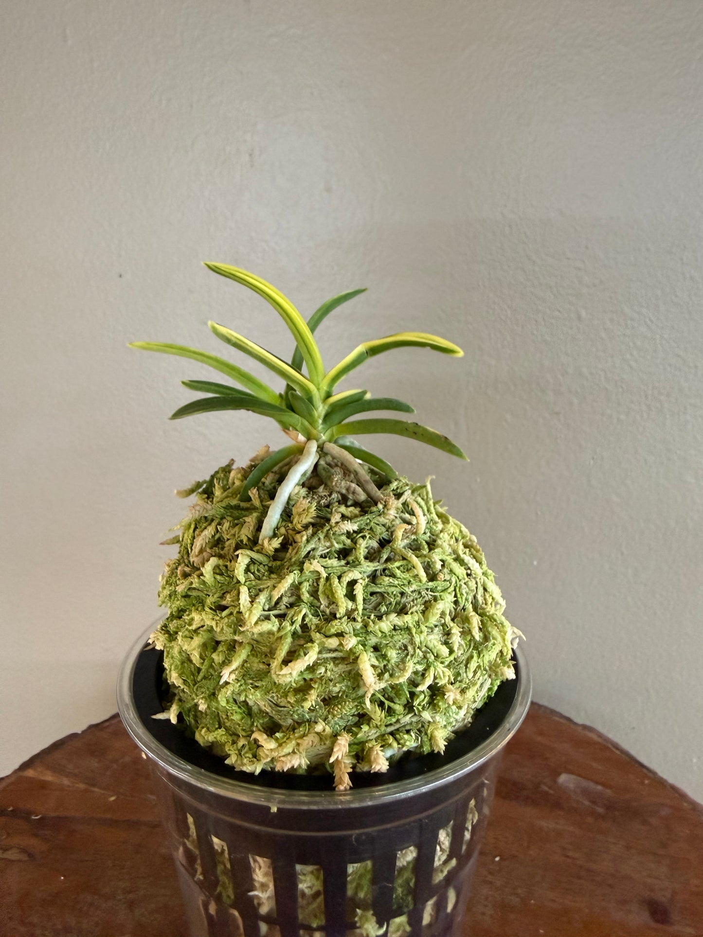 Neofinetia falcata Fugaku 富嶽