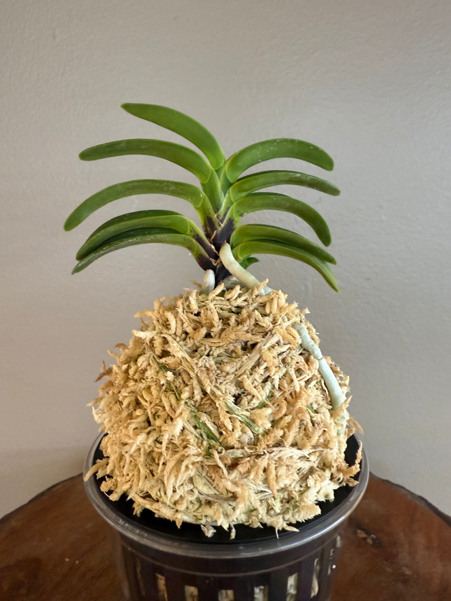 Neofinetia falcata Jahong 紫紅