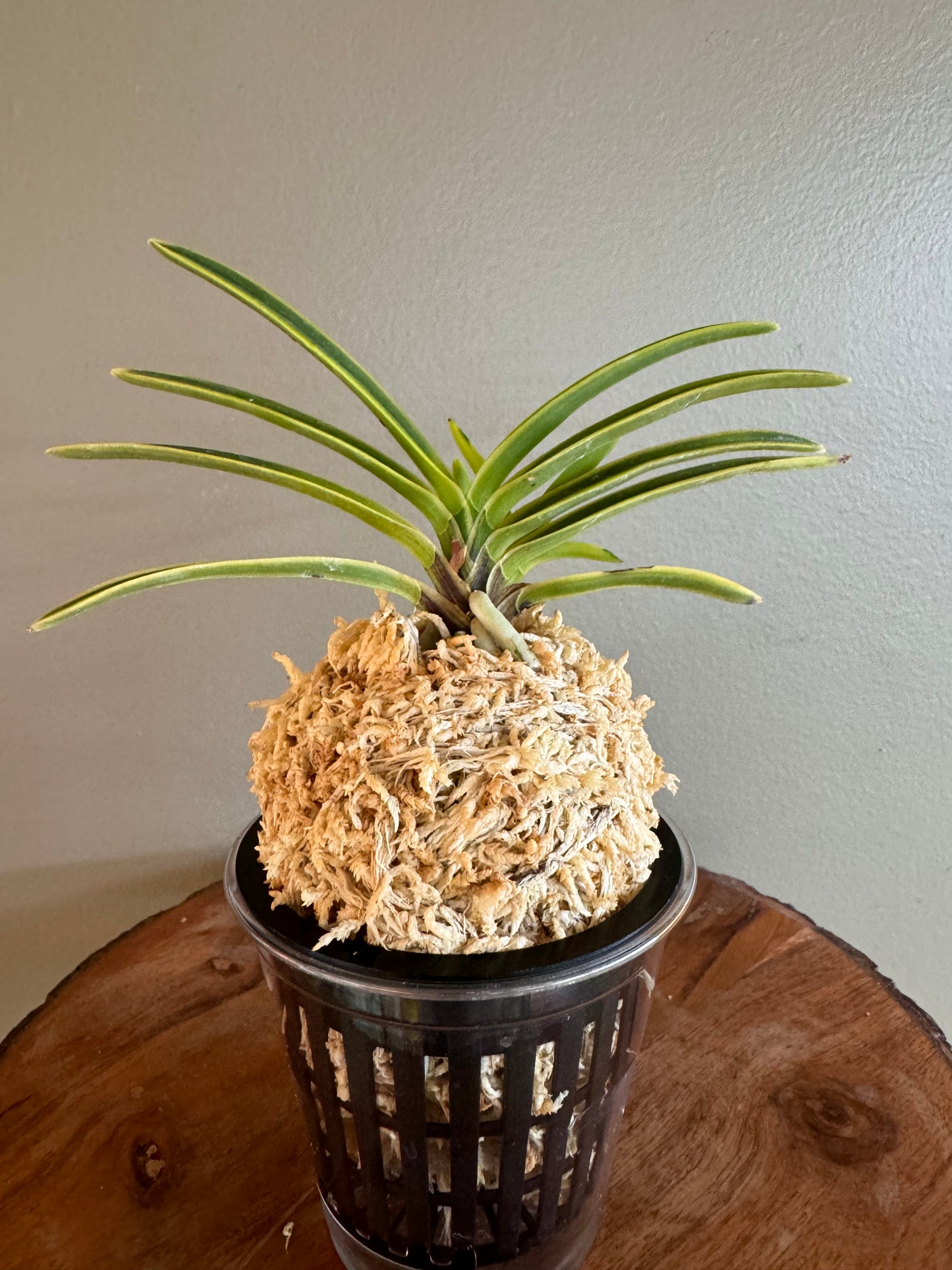 Neofinetia falcata Bankokumaru 万国丸