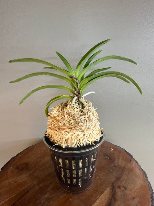 Neofinetia falcata Seoljungsong 雪中松