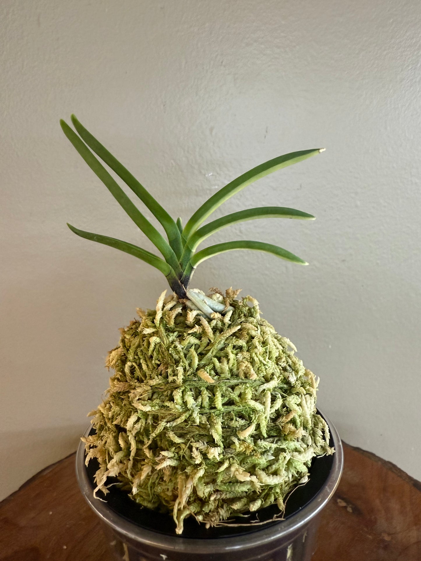 Neofinetia falcata Taikouhou 太公望