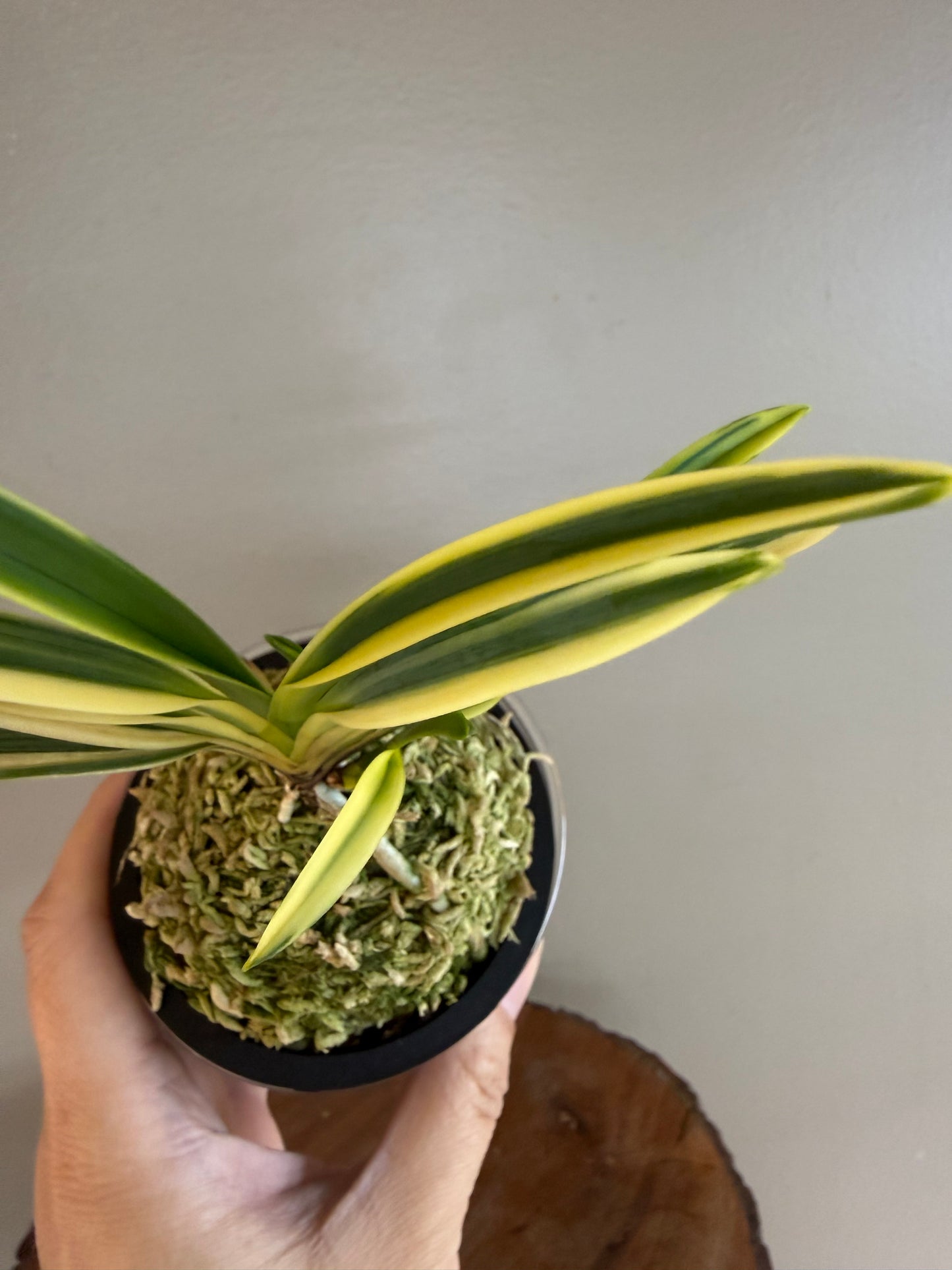 Neofinetia falcata Chikyuhou 地球寶