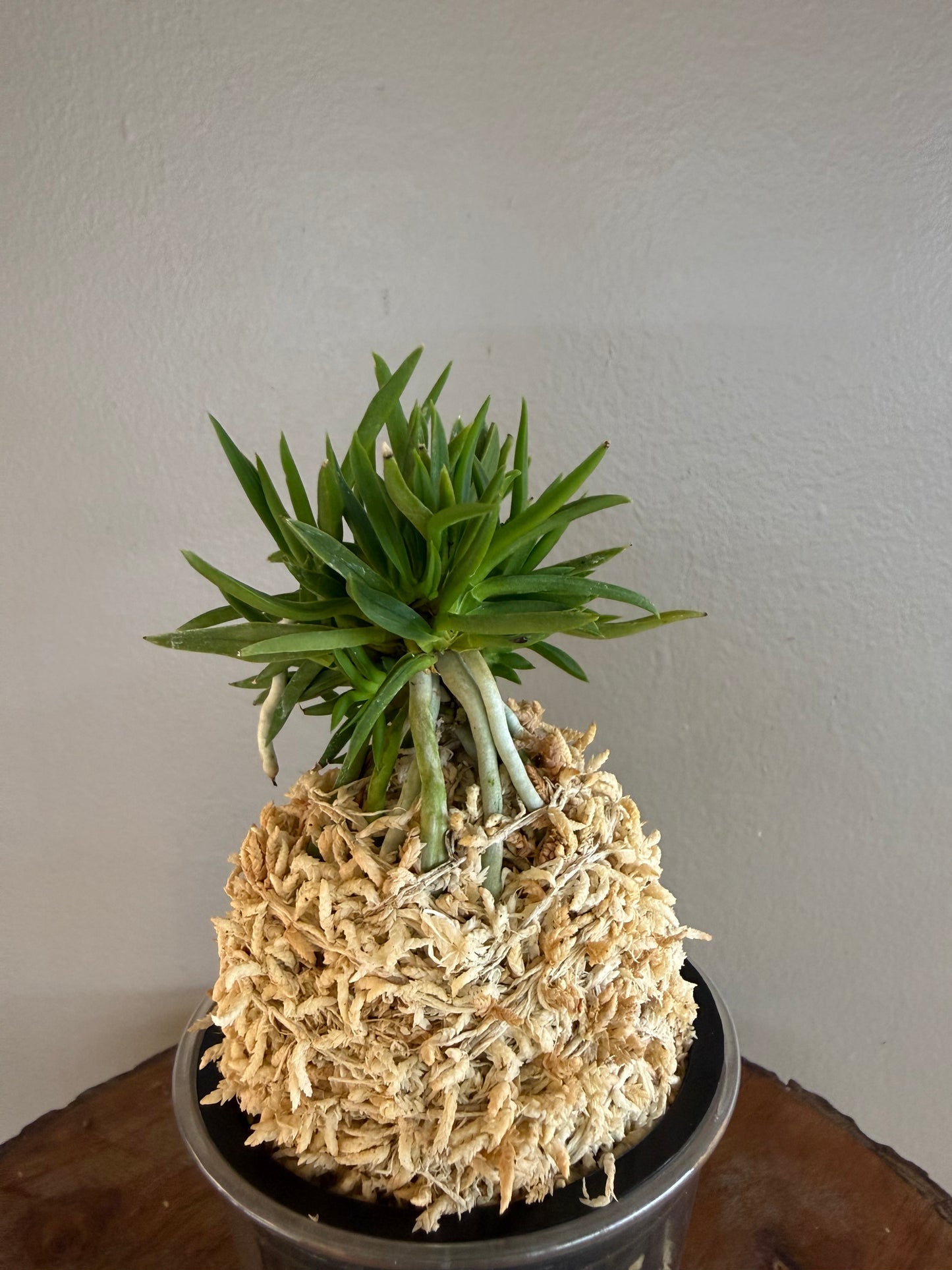 Neofinetia falcata Seiryujishi 青龍獅子