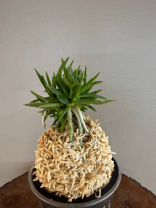 Neofinetia falcata Seiryujishi 青龍獅子