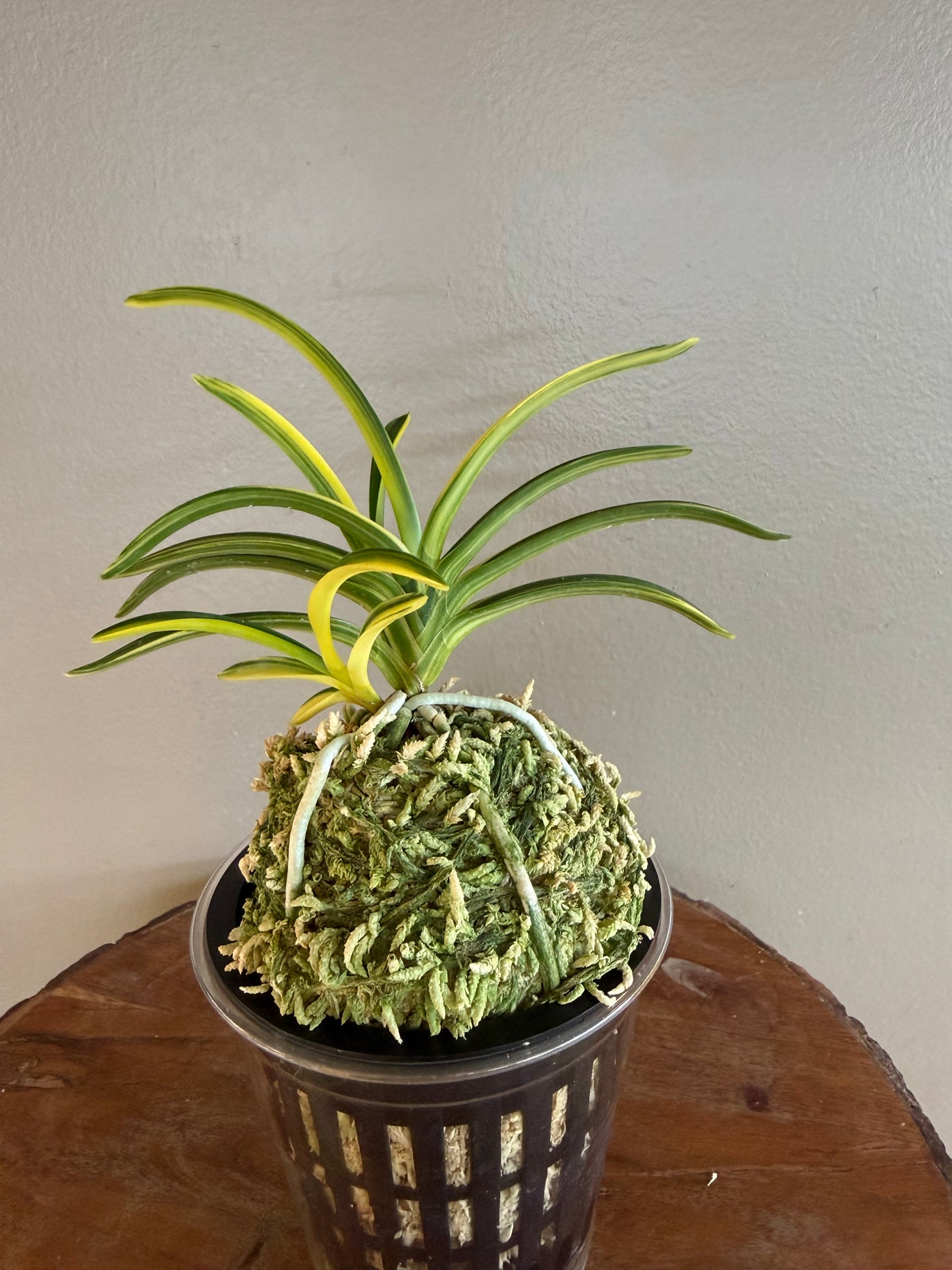 Neofinetia falcata Seio Nishiki 青王錦