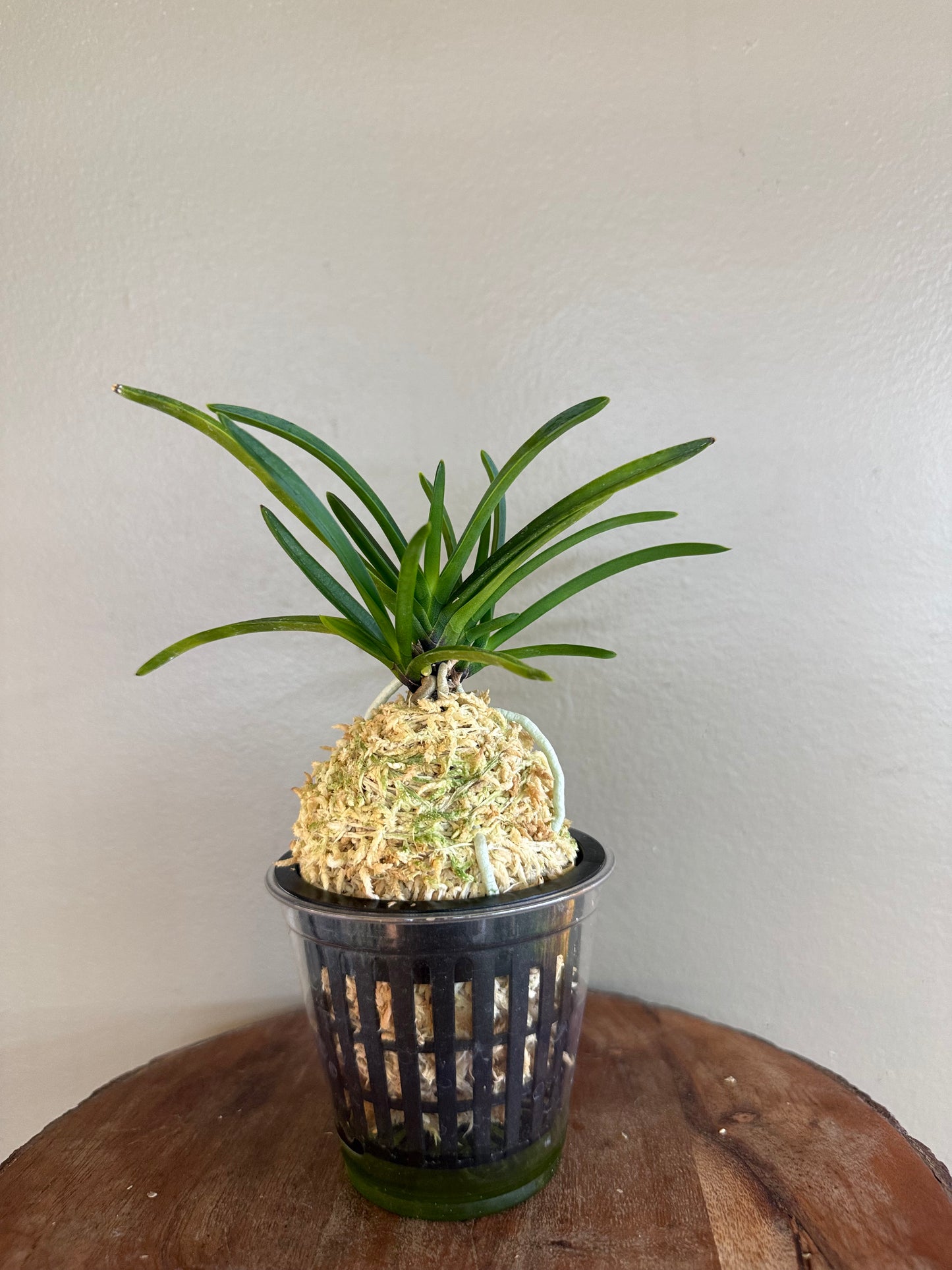Neofinetia falcata Shutenno 朱天王
