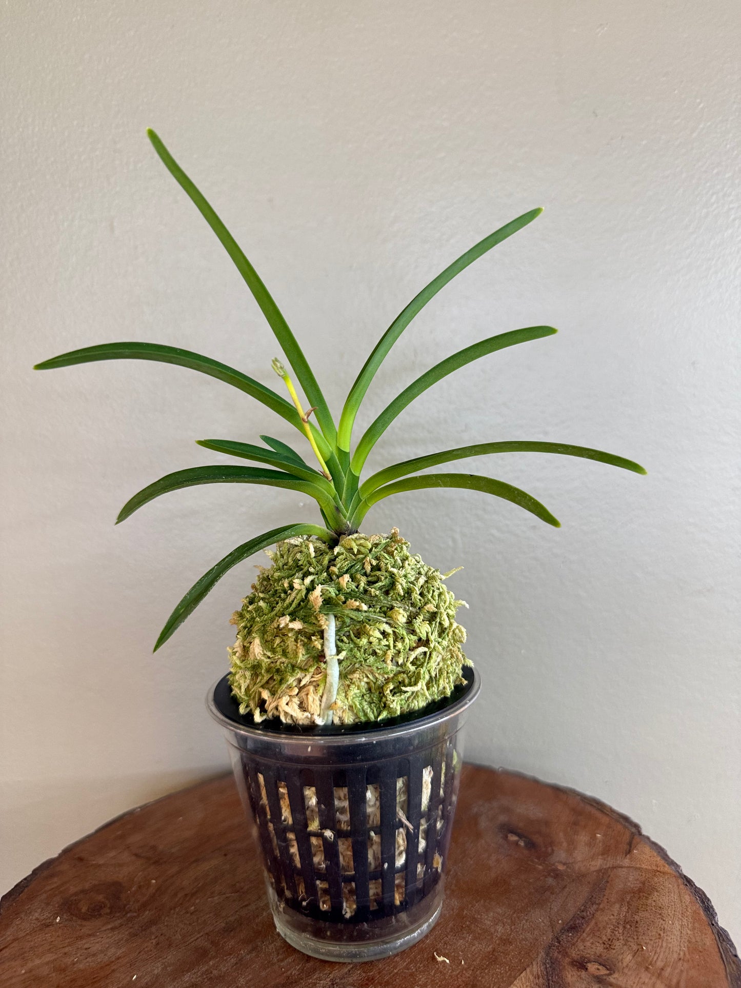 Neofinetia falcata Lavender 紫